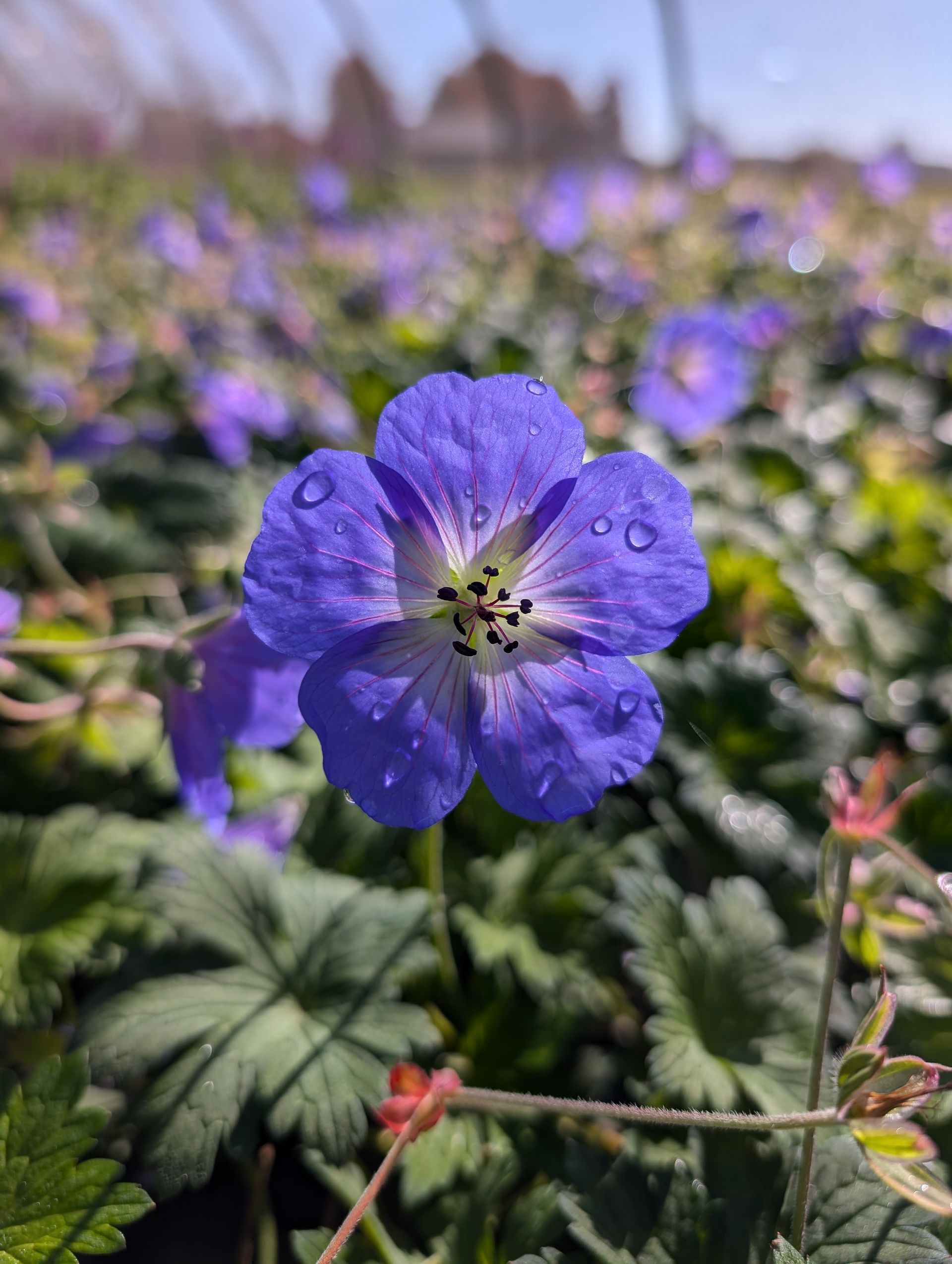 A close up of a blue flower with water drops on it in a field.