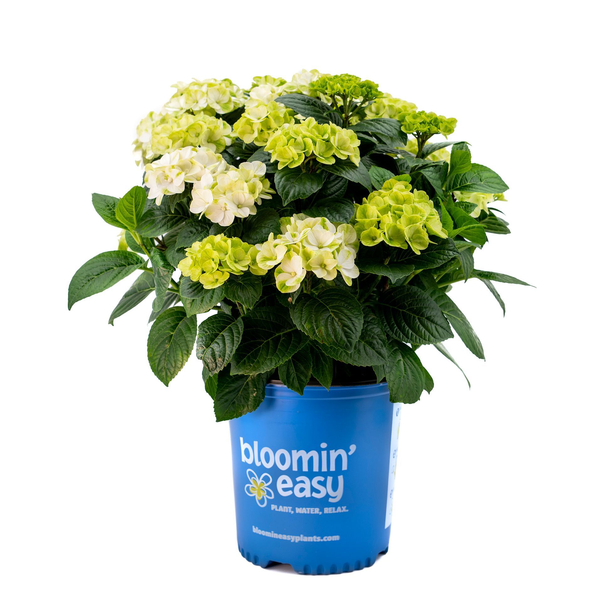 A blue bloomin ' easy potted plant with green and white flowers