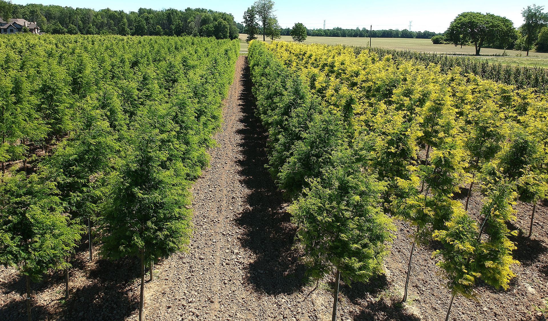 Rows of trees in a field with a house in the background
