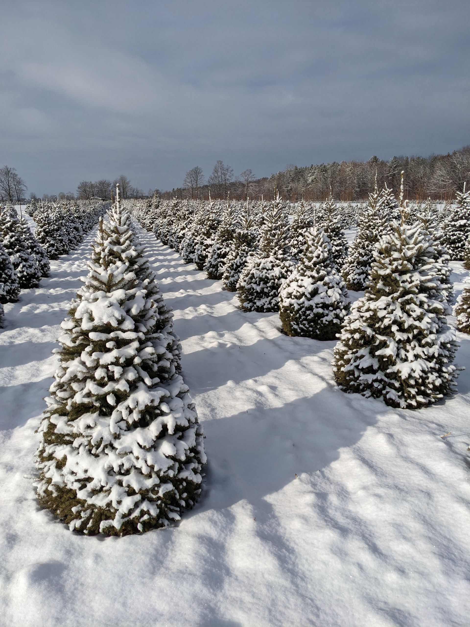 A row of snow covered christmas trees in a field
