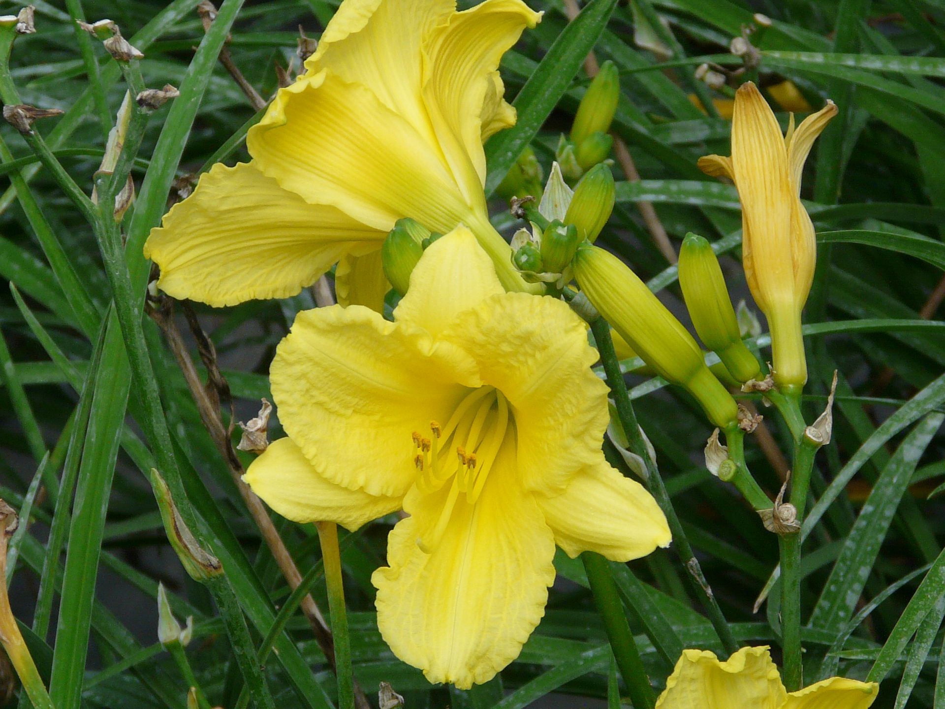 A bunch of yellow flowers are growing in the grass