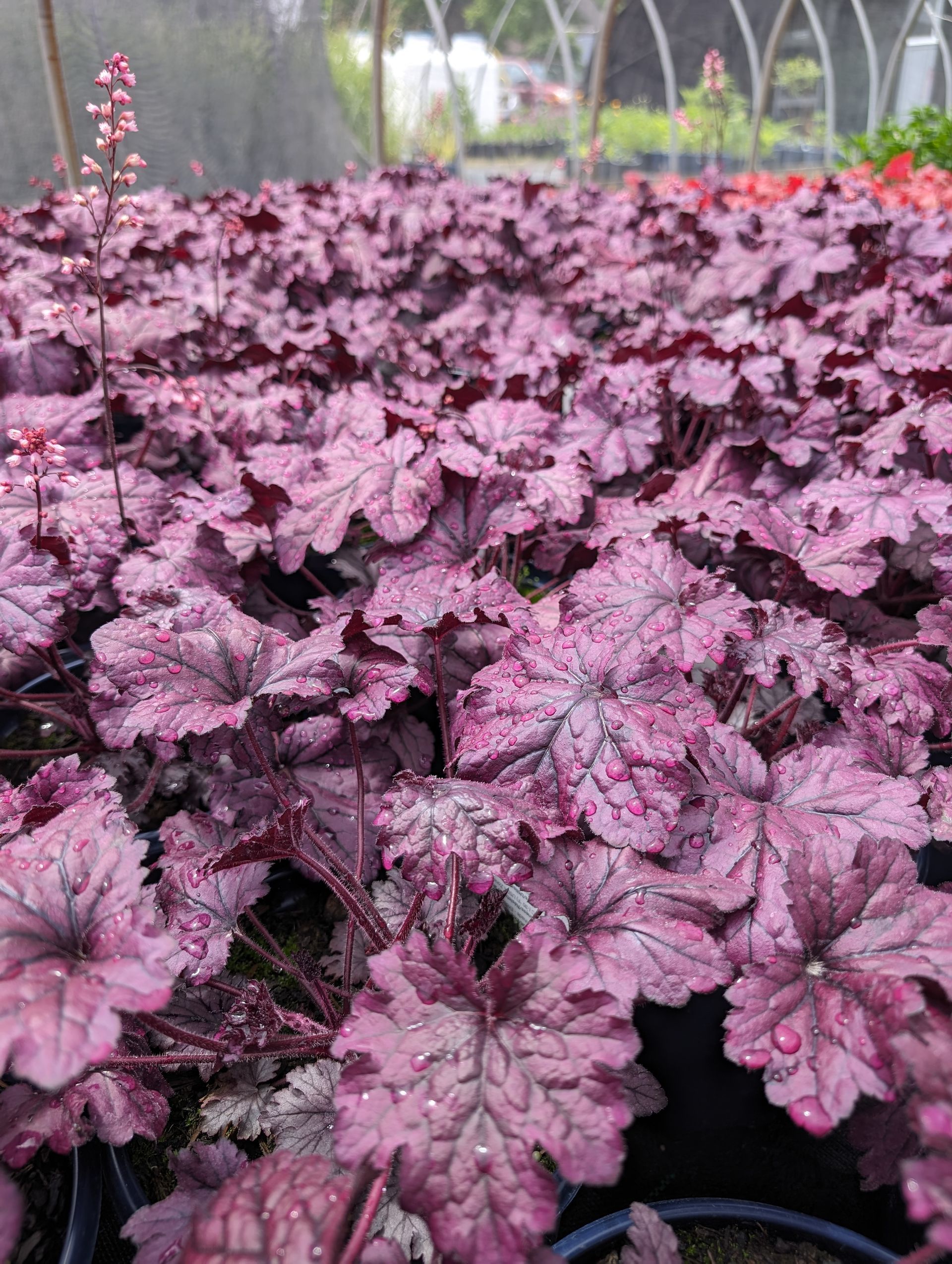 A bunch of purple flowers are growing in a greenhouse.