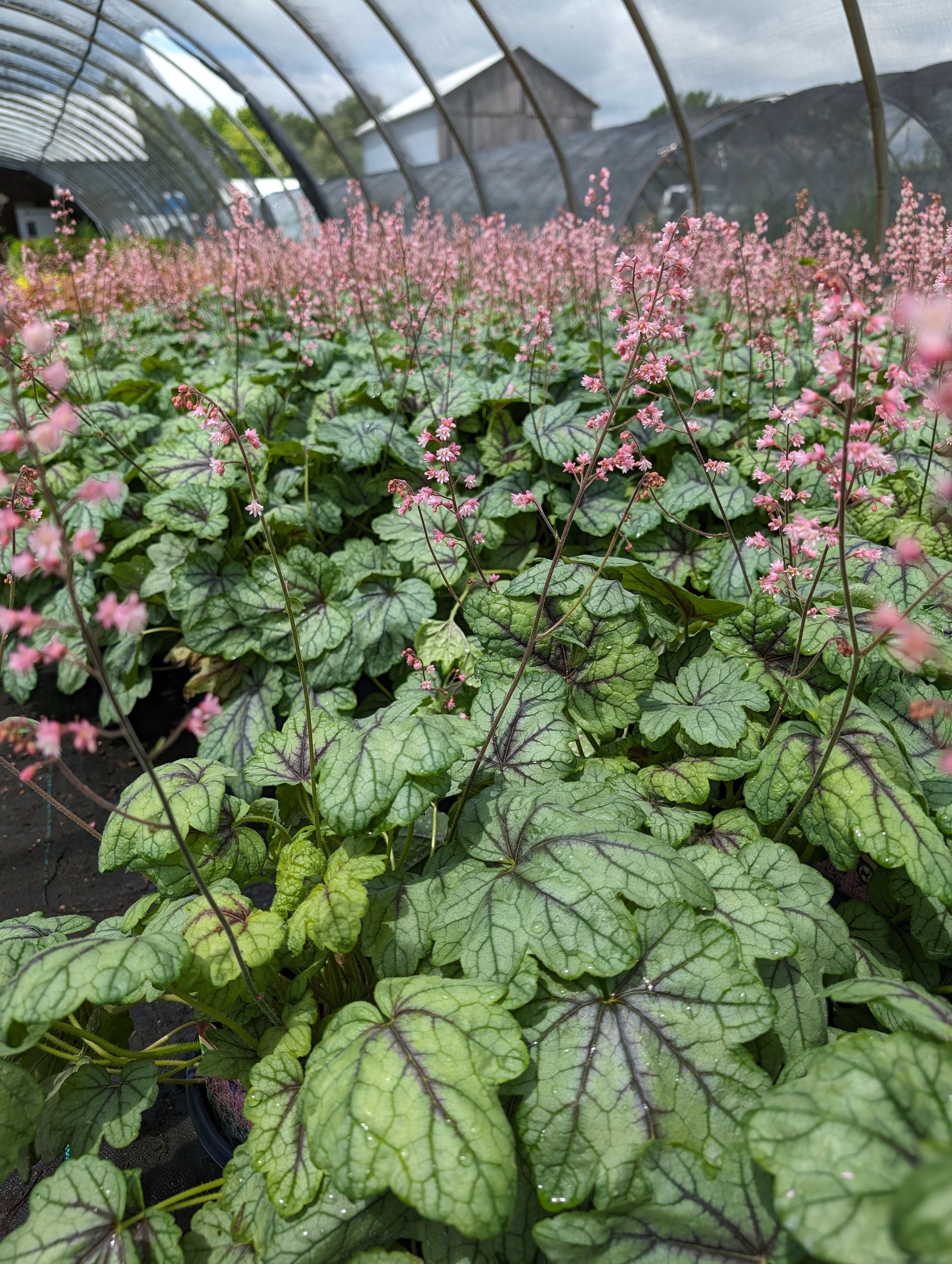 A greenhouse filled with lots of plants and flowers.