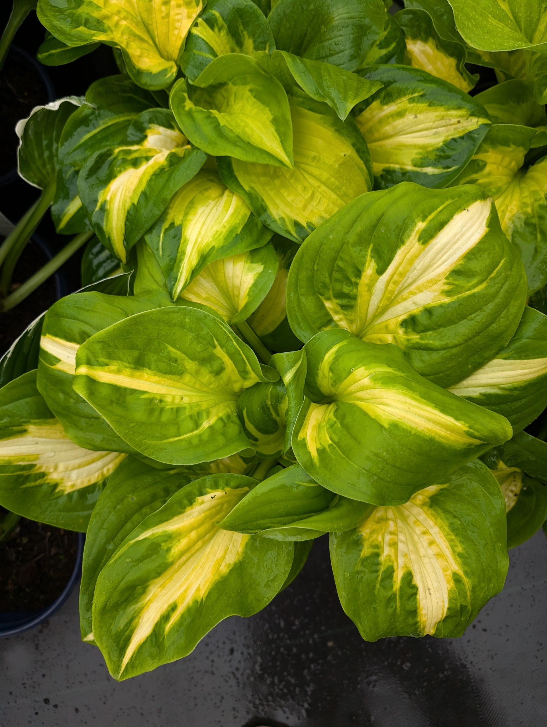 A close up of a plant with green and yellow leaves