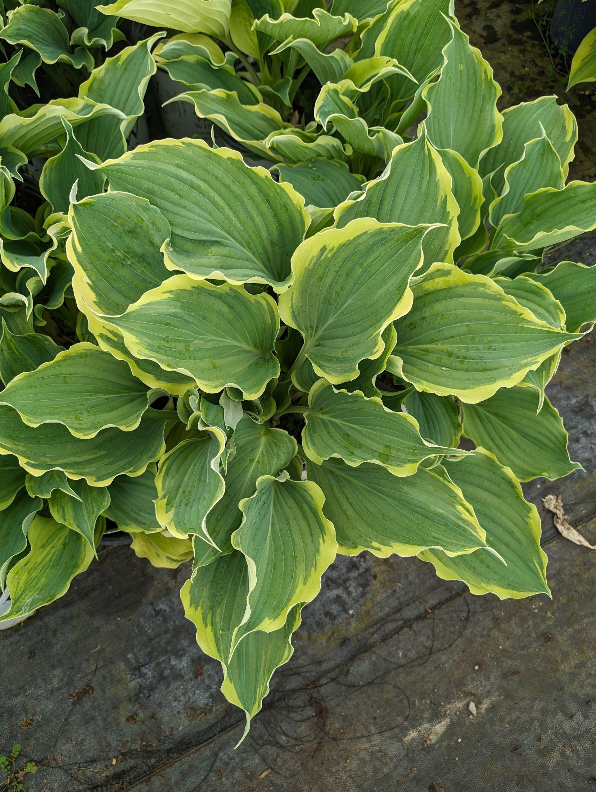 A close up of a plant with green and yellow leaves