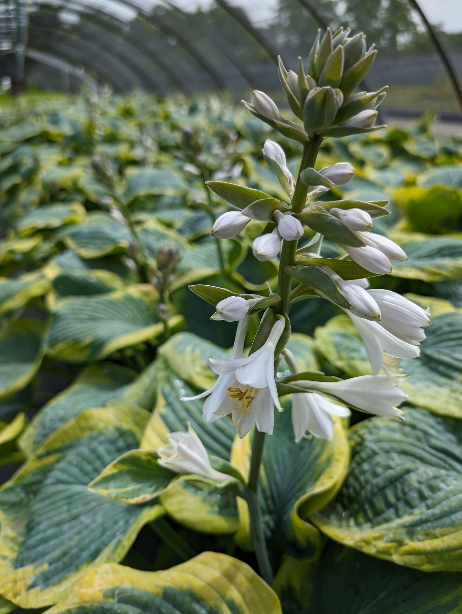 A close up of a plant with white flowers and green leaves