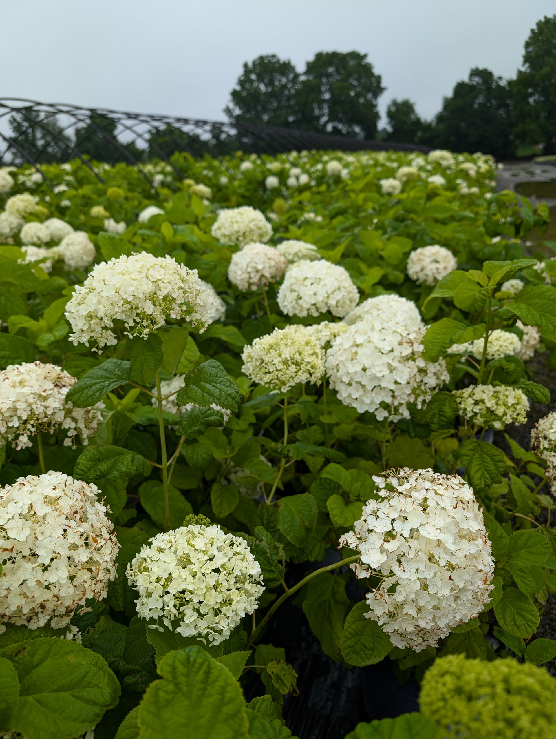 A field of white flowers with green leaves