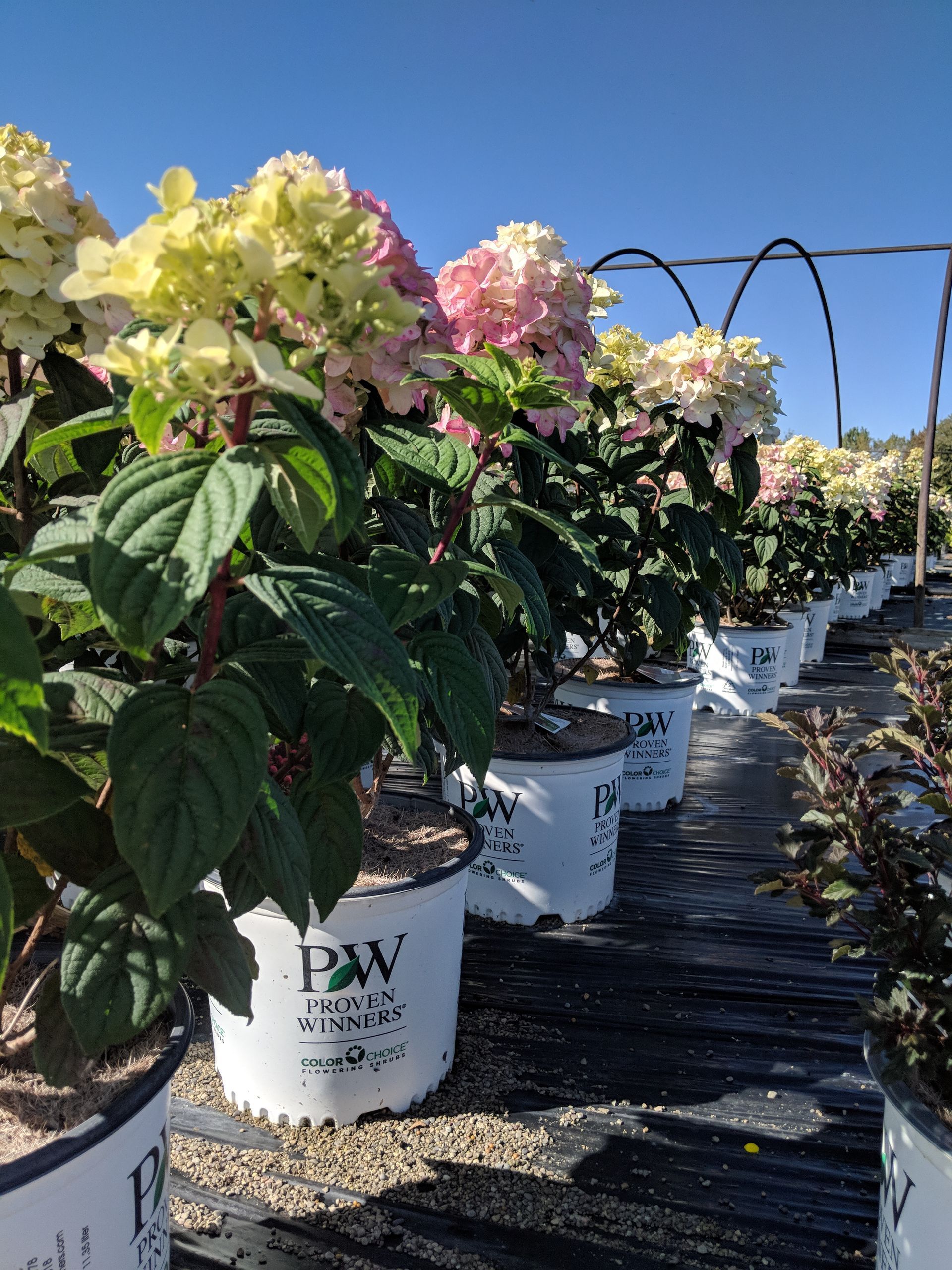 A row of potted plants with pw written on them