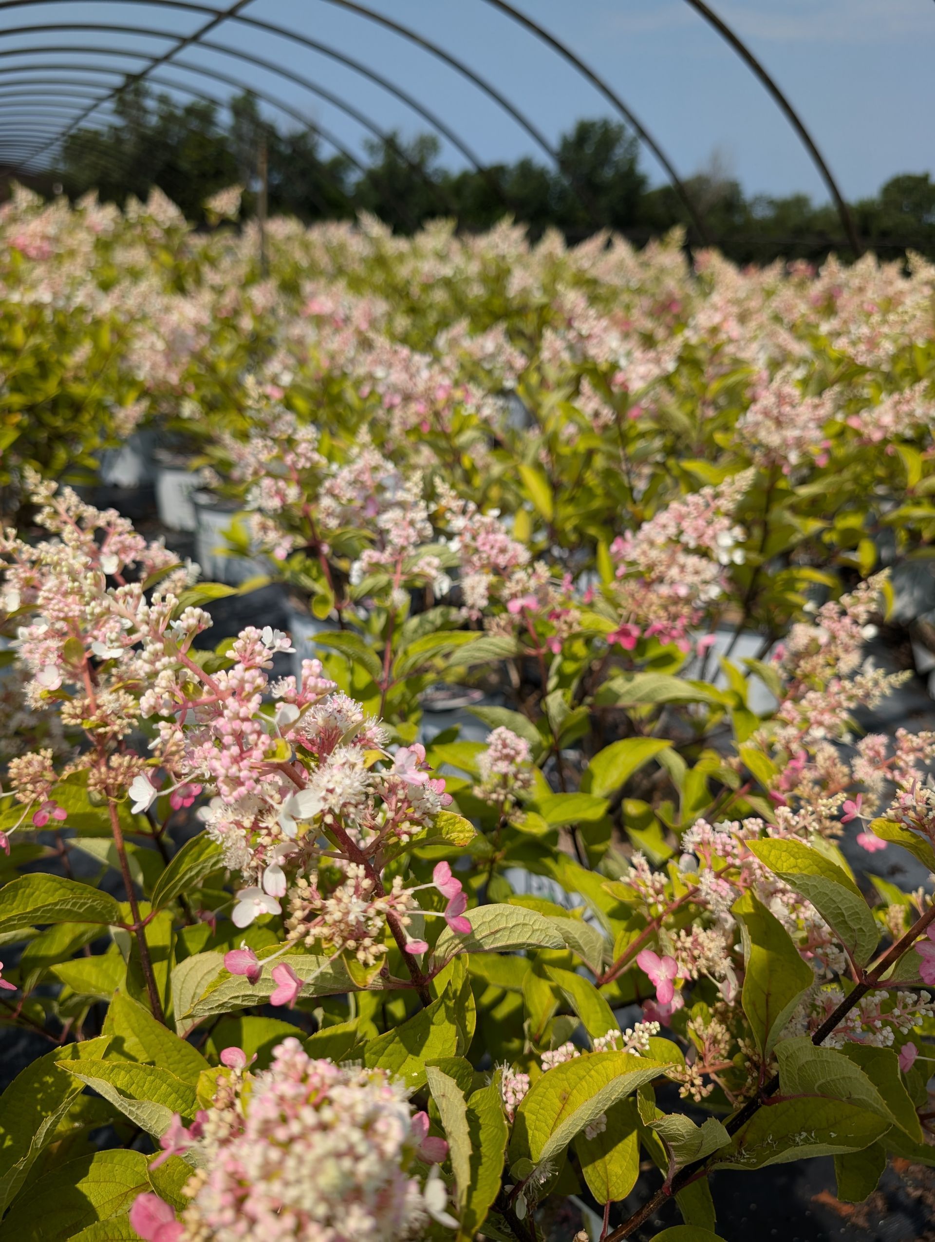 A greenhouse filled with lots of pink and white flowers