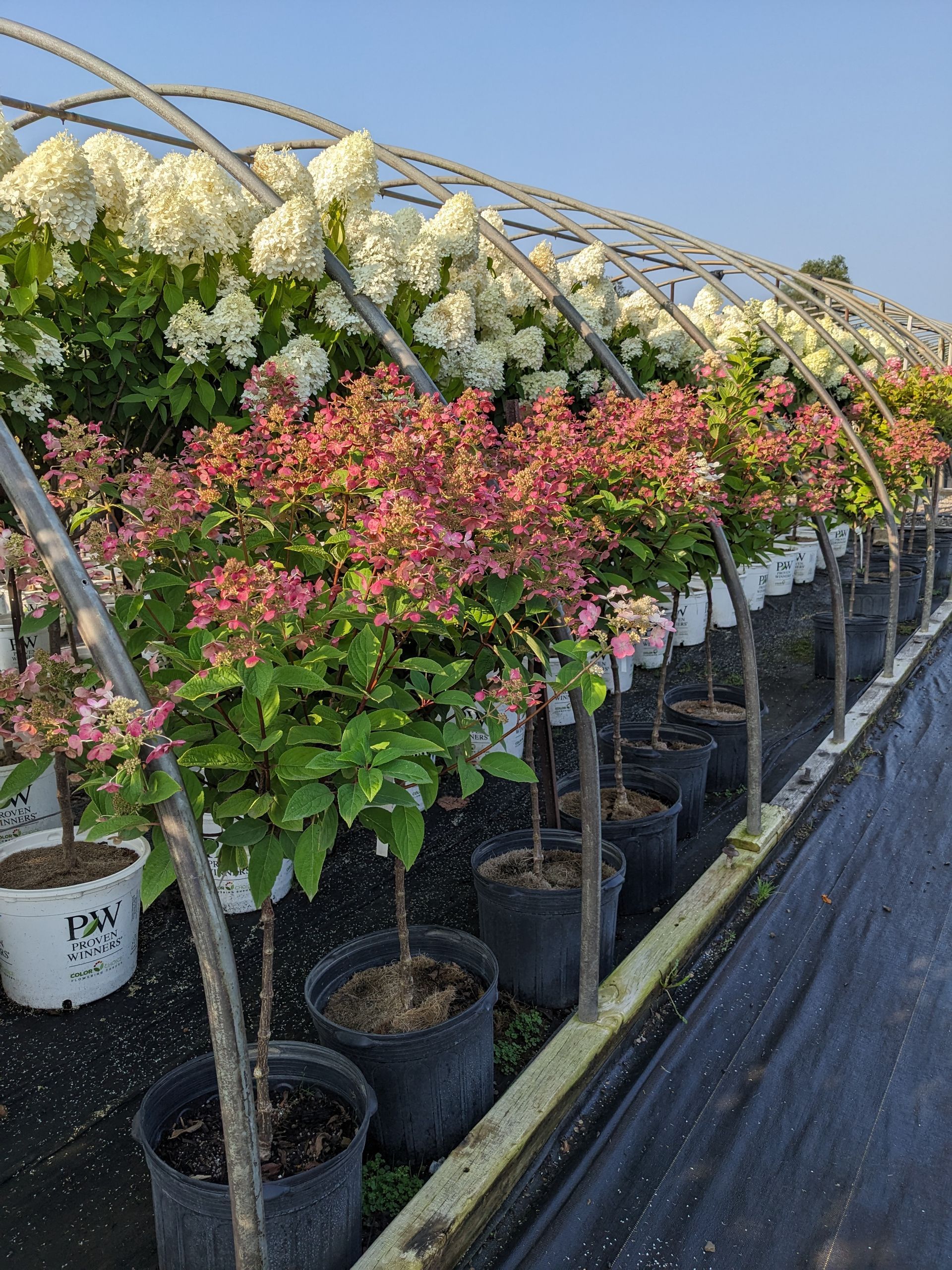 A greenhouse filled with lots of potted plants and flowers.
