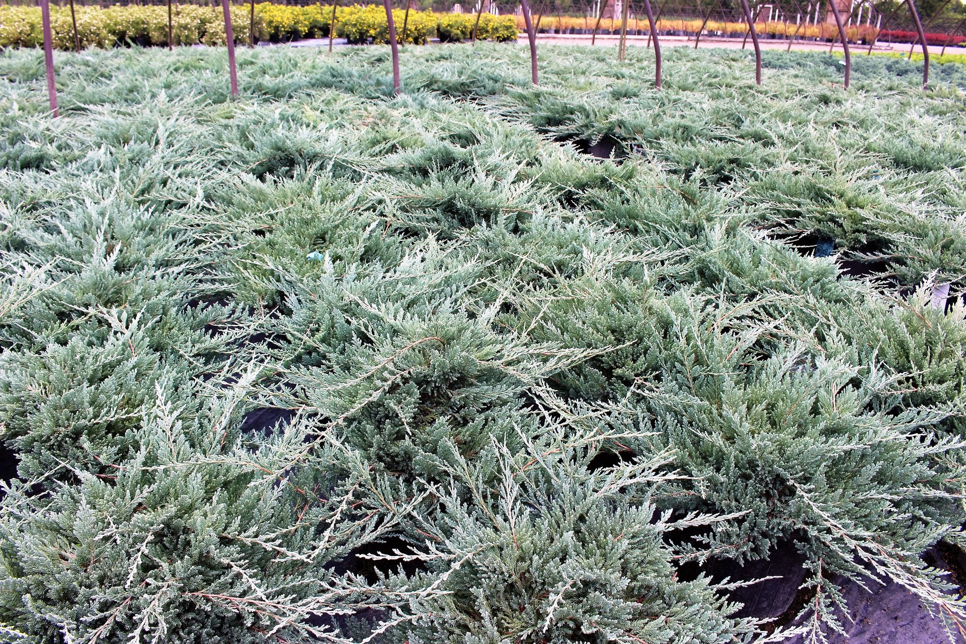 A bunch of trees are growing in a garden.