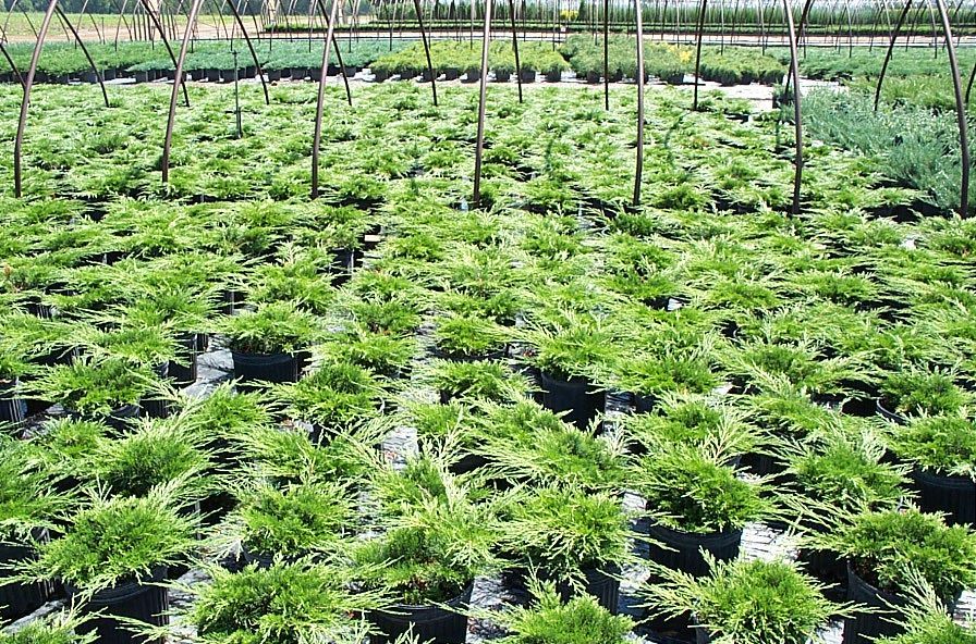 A greenhouse filled with lots of green plants growing in pots.