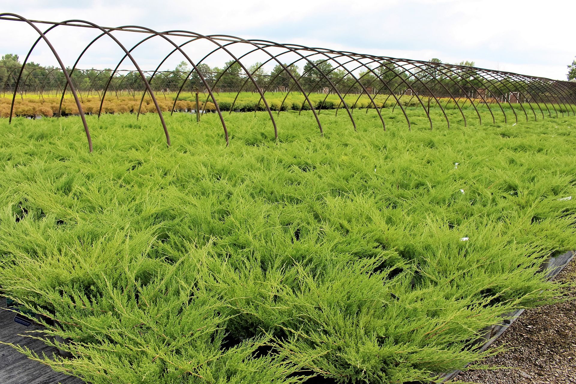 A field of green plants with a metal structure in the background.