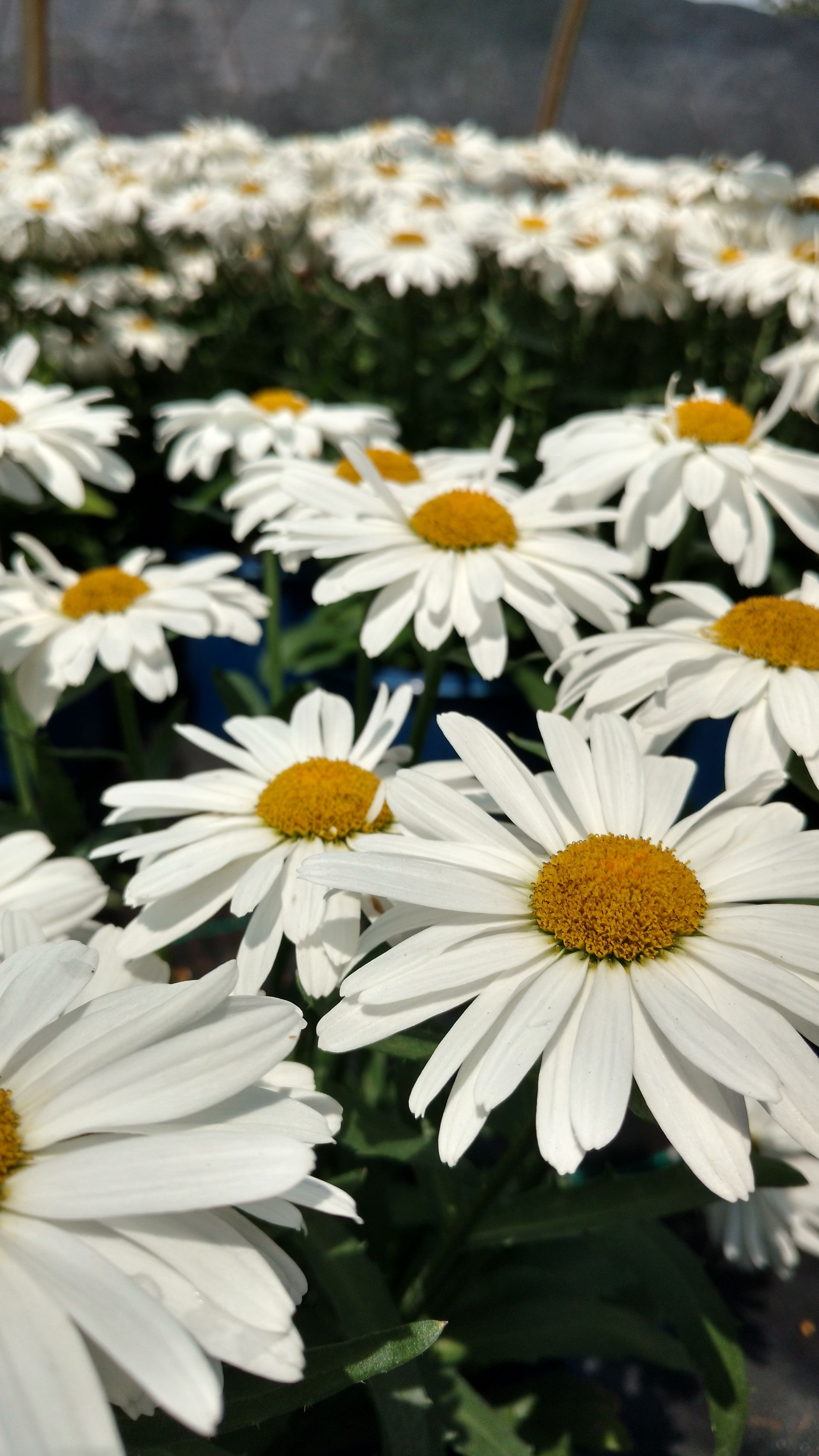 A bunch of white daisies with a yellow center
