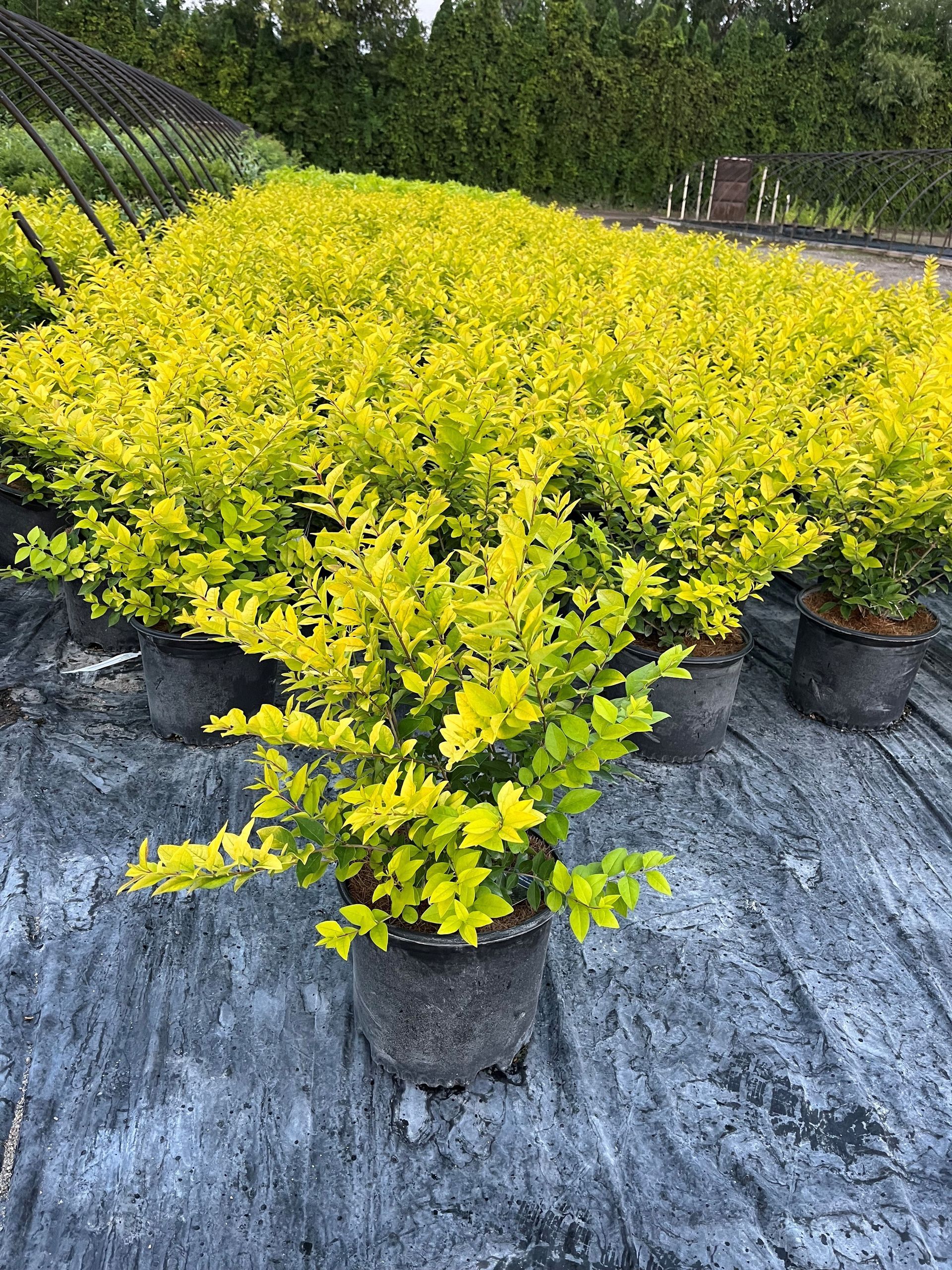 A bunch of potted plants with yellow leaves are sitting on the ground.