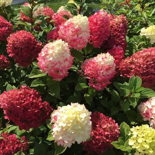 A bunch of pink and white flowers are growing in a garden.