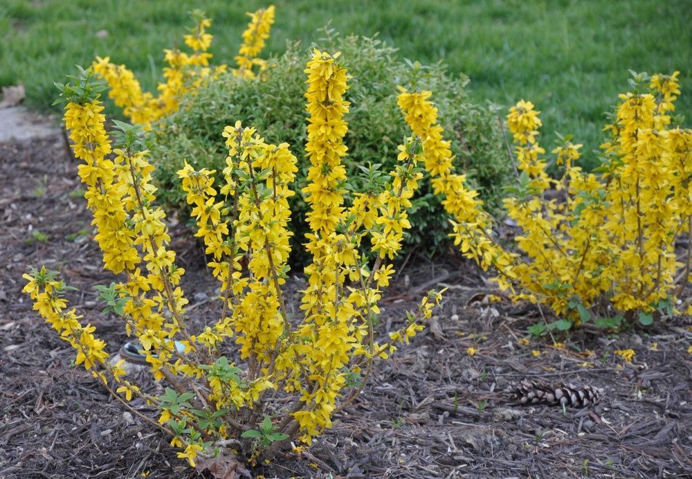 A bush with yellow flowers is growing in the dirt in a garden.