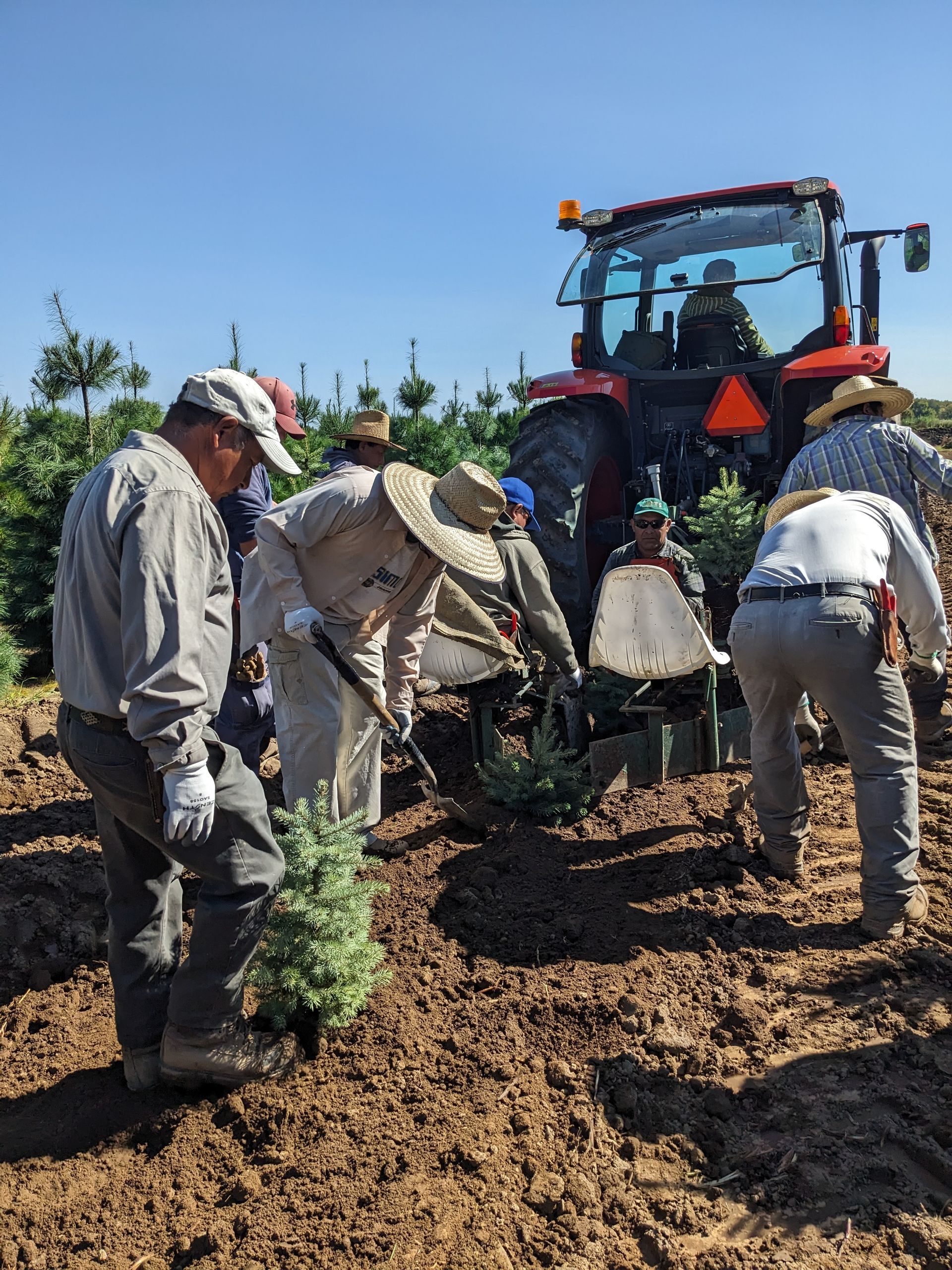 A group of people planting trees in a field with a tractor in the background