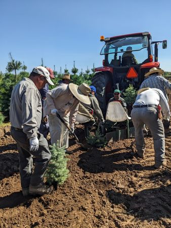 A group of people planting trees in a field with a tractor in the background