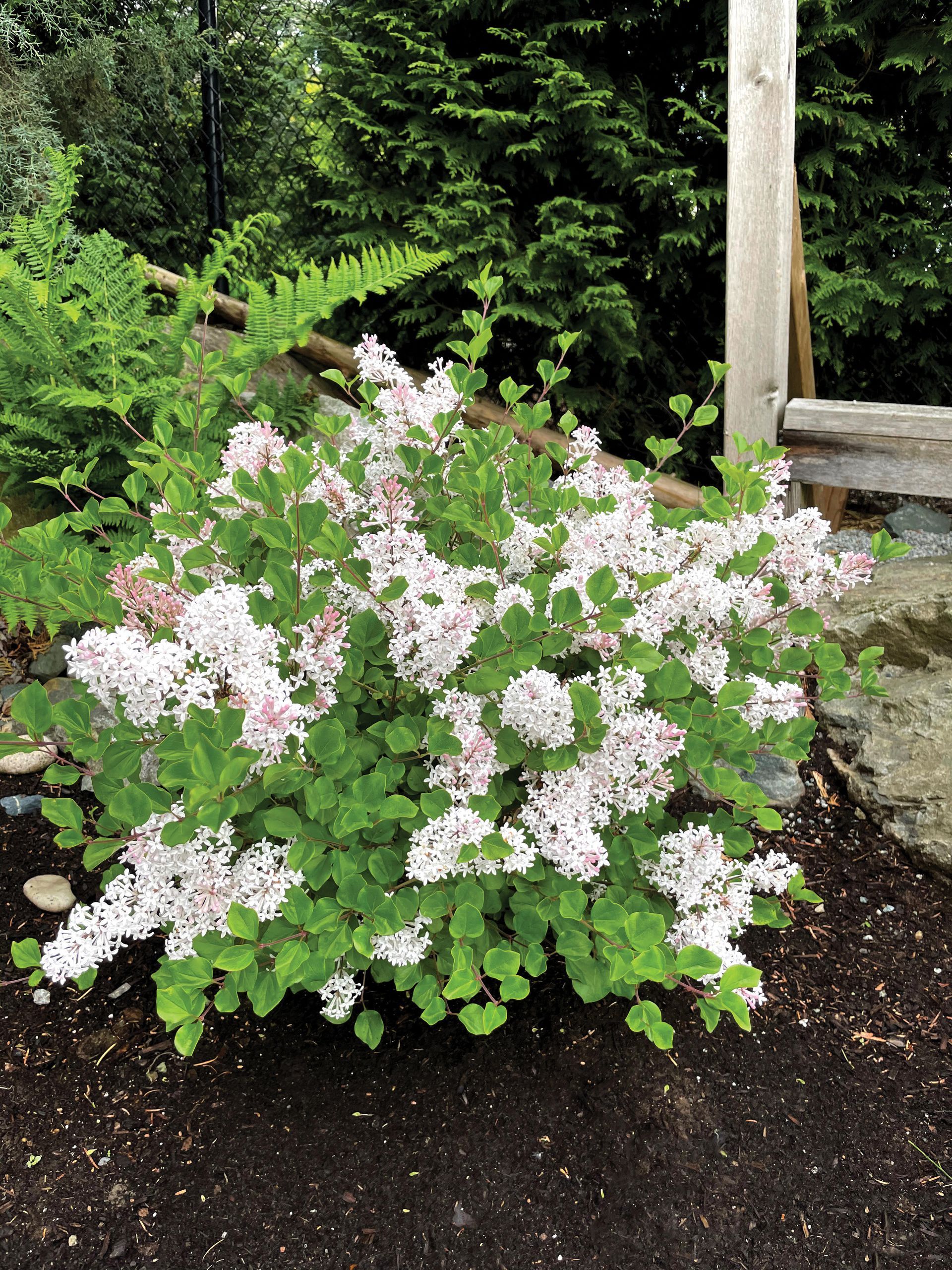 A bush with white flowers and green leaves