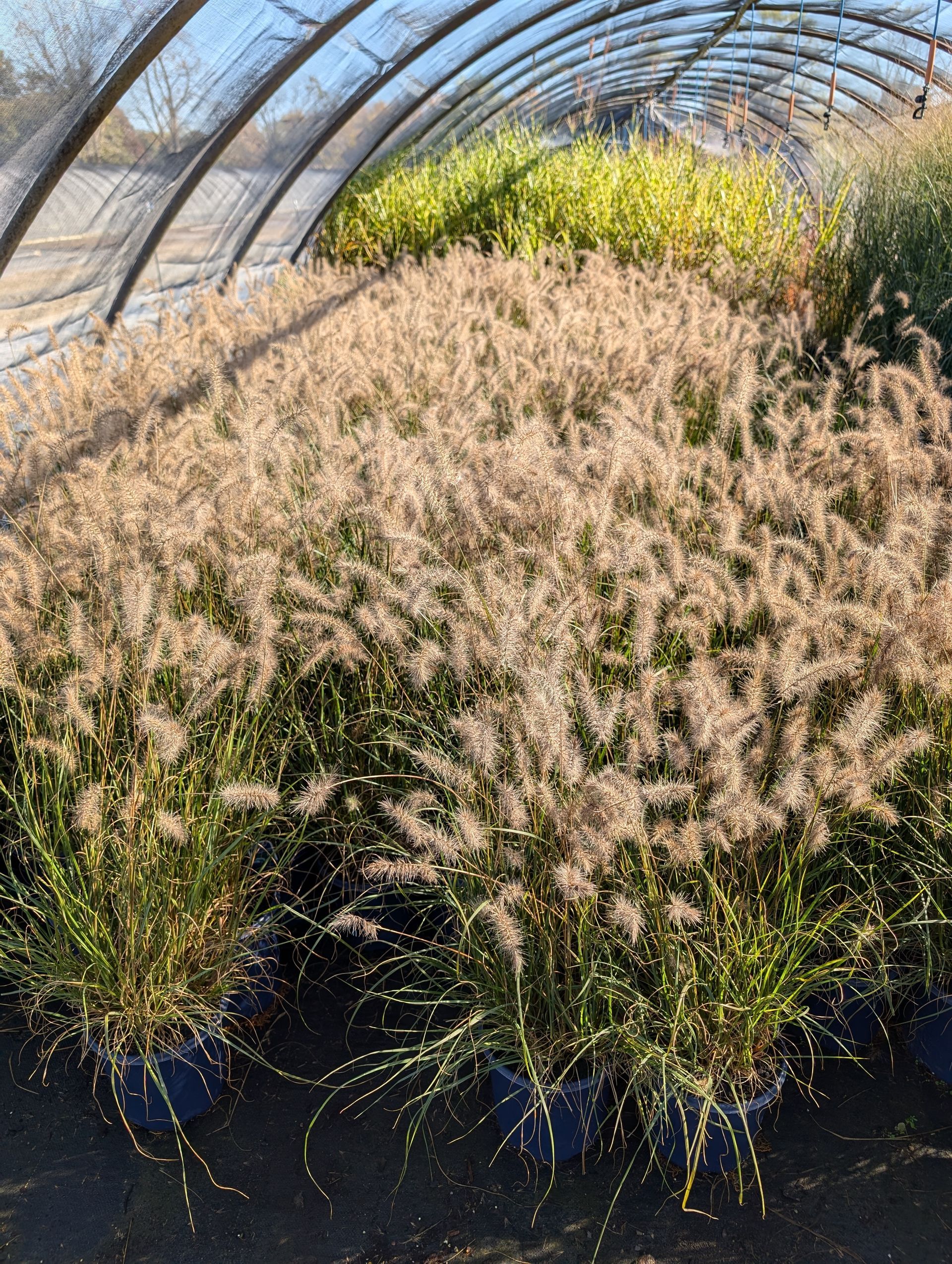 A greenhouse filled with lots of potted plants.