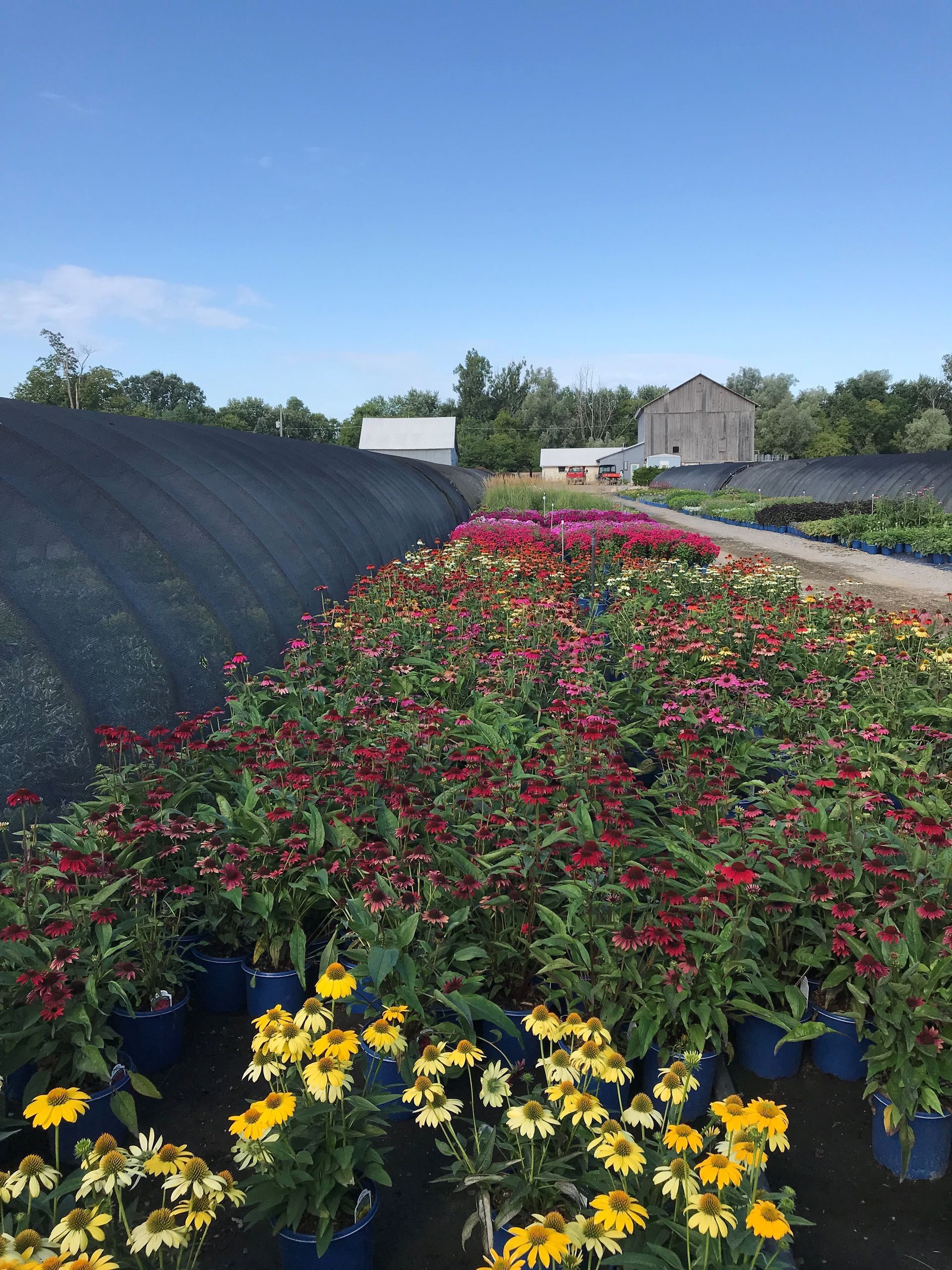 A greenhouse filled with lots of flowers and plants