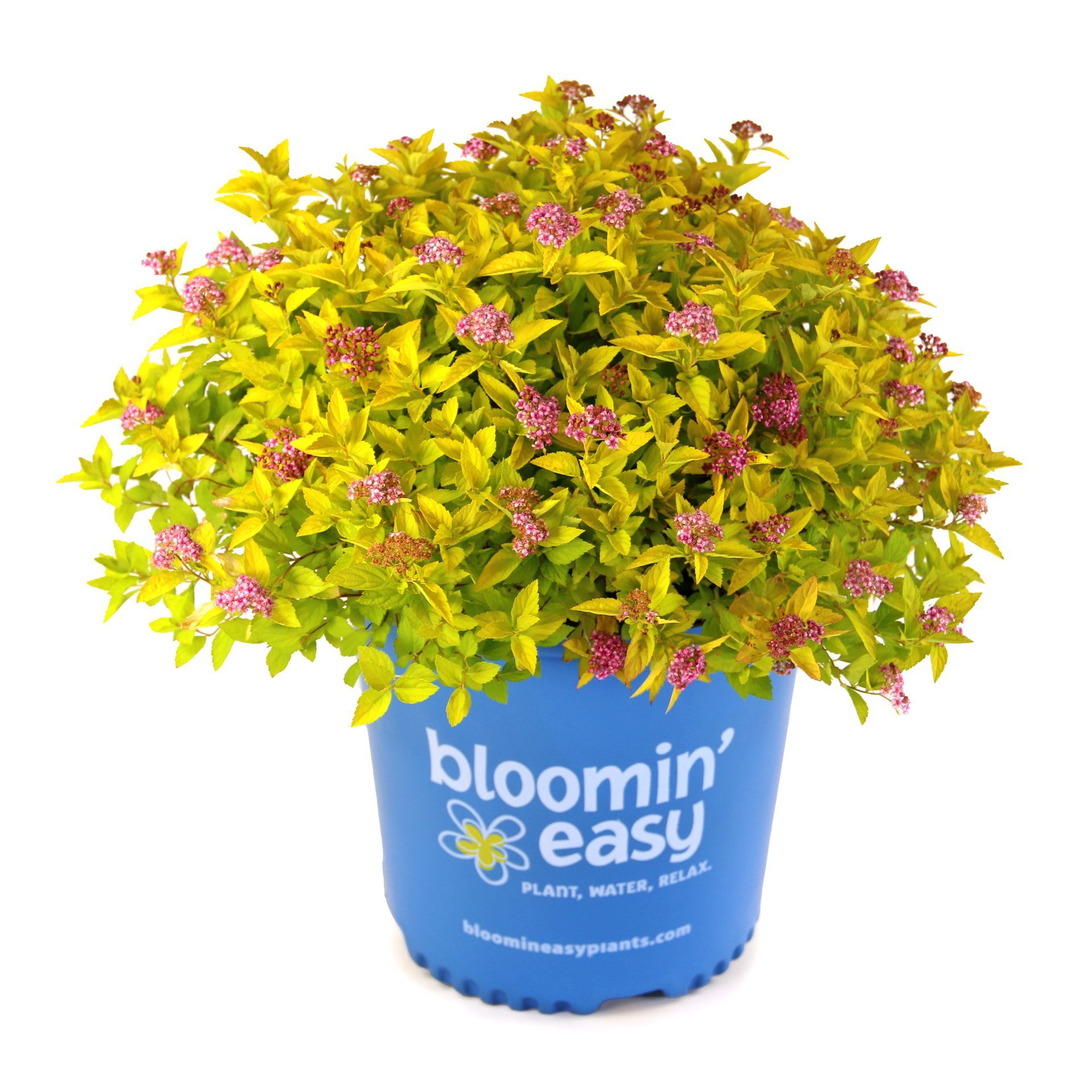 A plant in a blue pot that says bloomin ' easy