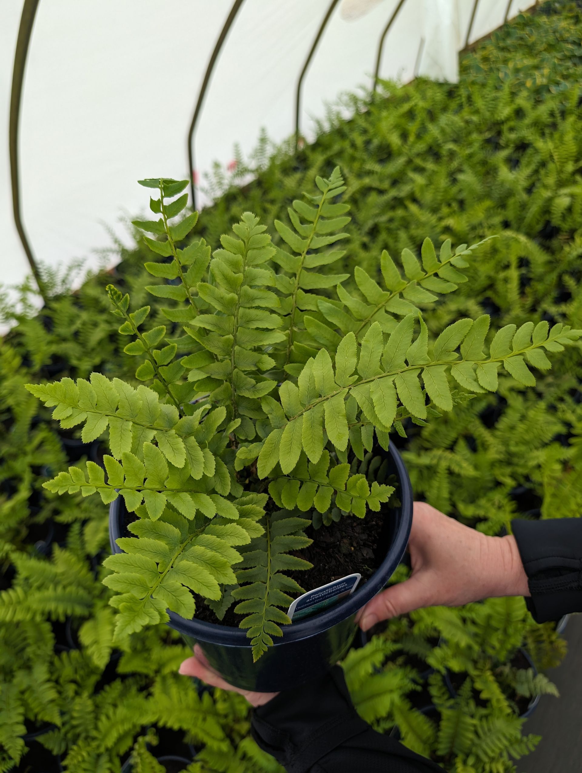 A person is holding a potted fern in front of a greenhouse filled with ferns.