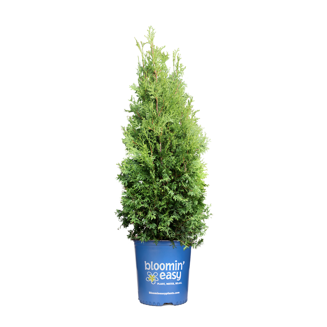 A small tree in a blue pot that says bloomin ' easy on it.