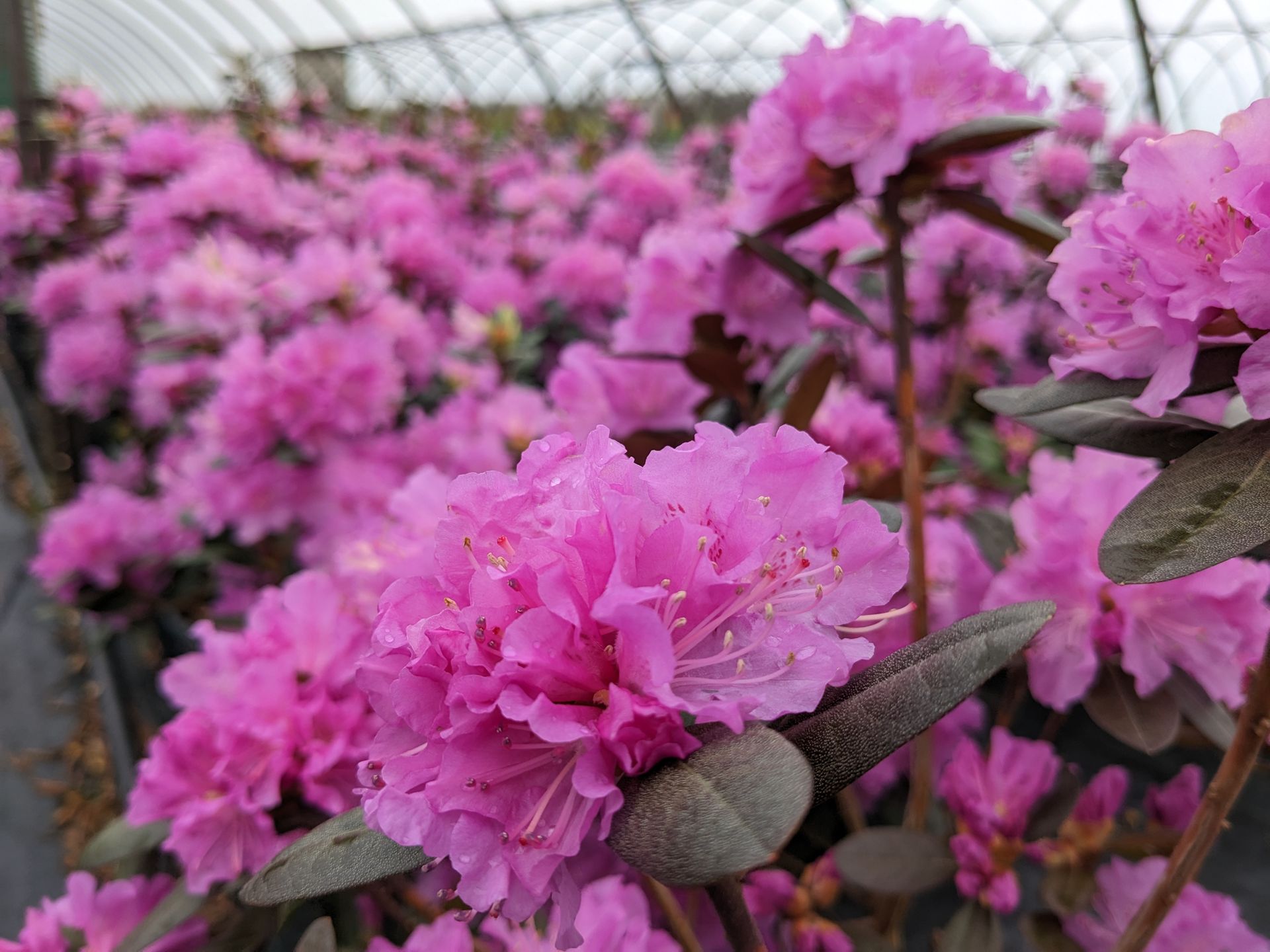 A bunch of pink flowers are growing in a greenhouse.