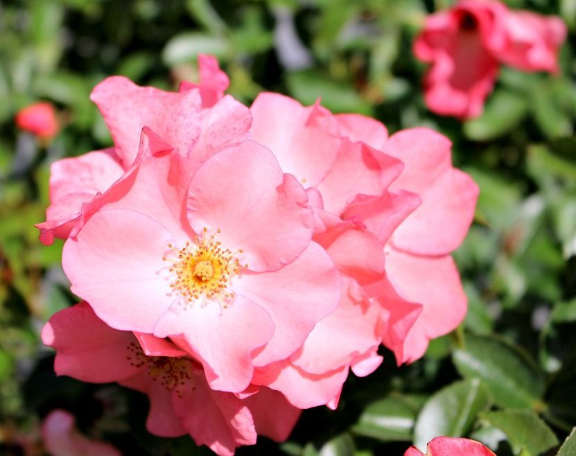 A close up of a pink rose with a yellow center