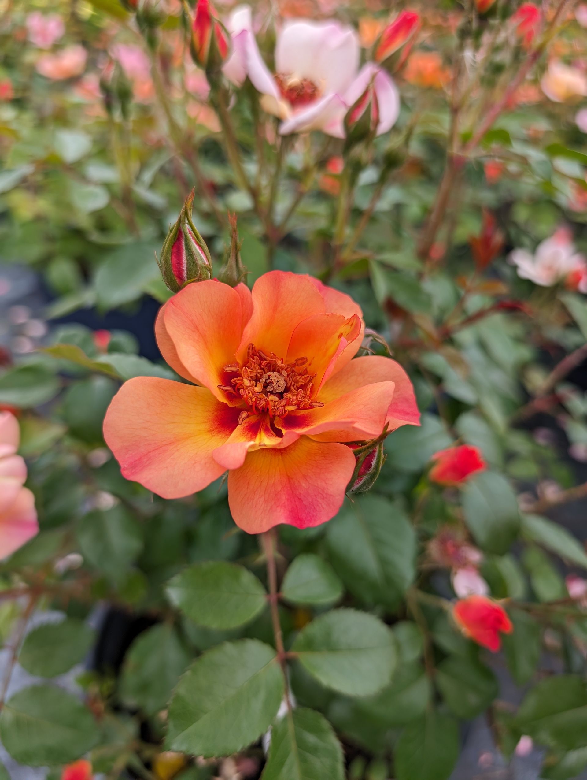 A close up of a small orange flower with a red center surrounded by green leaves.