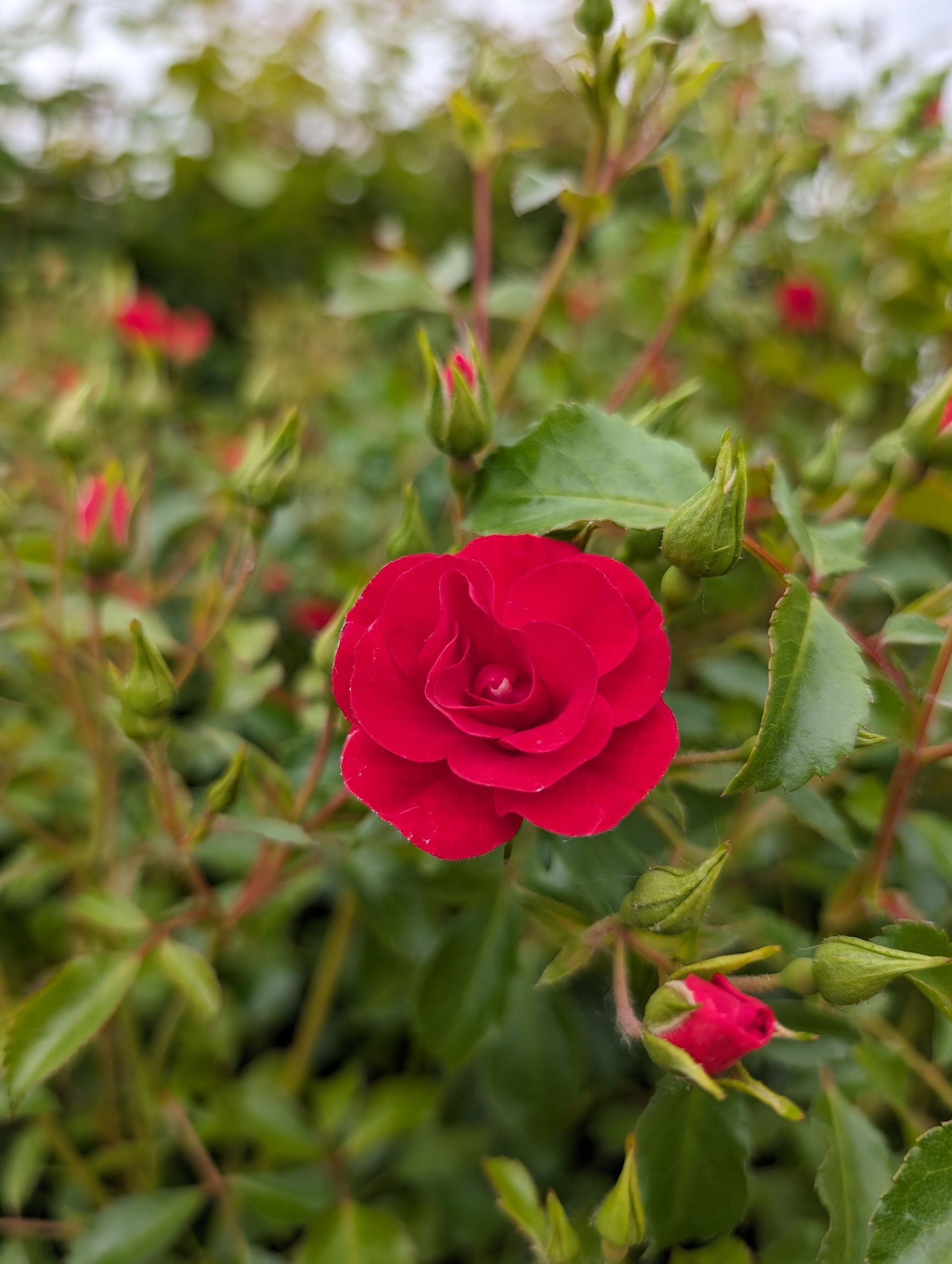 A close up of a red rose surrounded by green leaves.