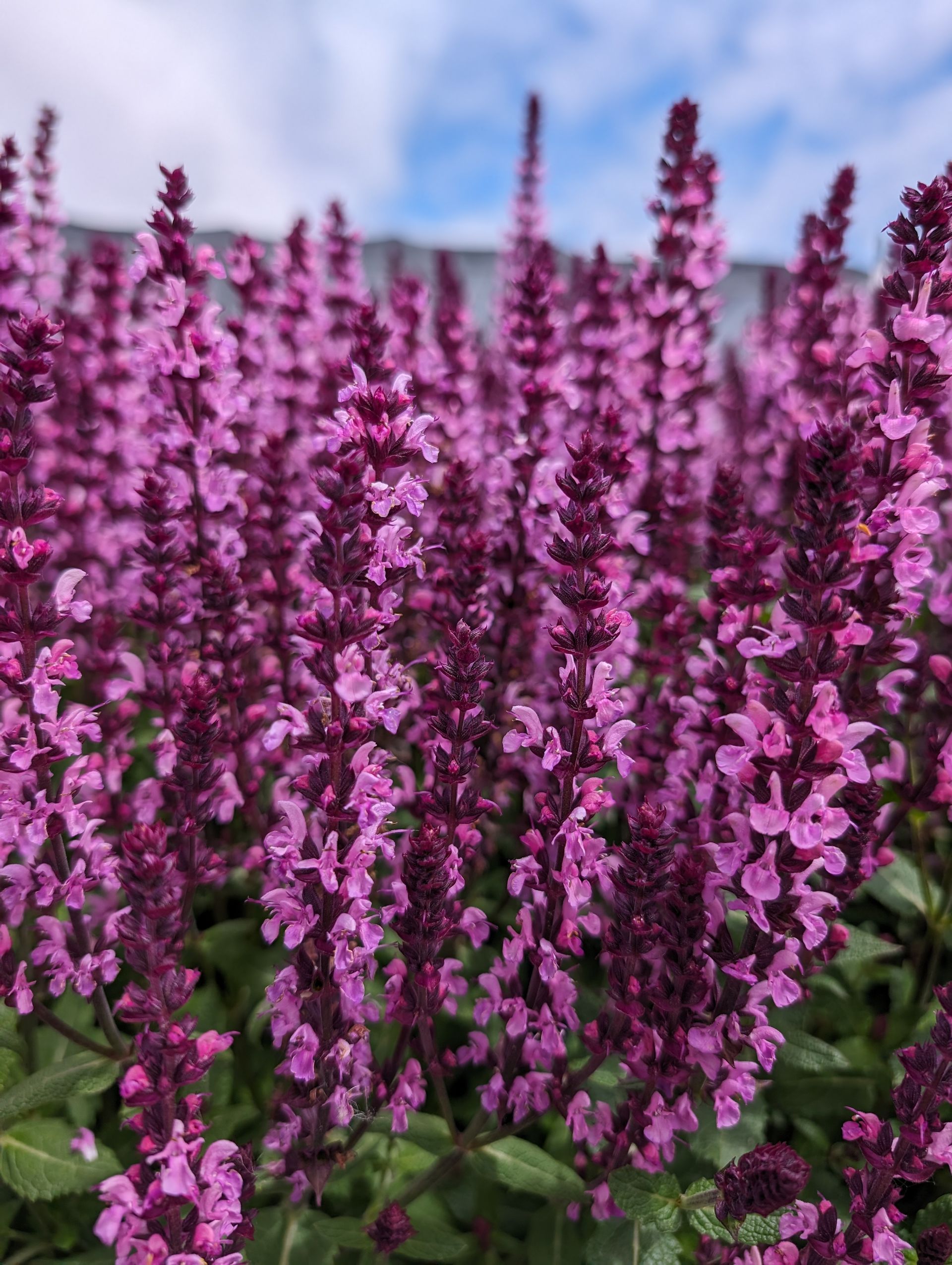 A bunch of purple flowers are growing in a field.