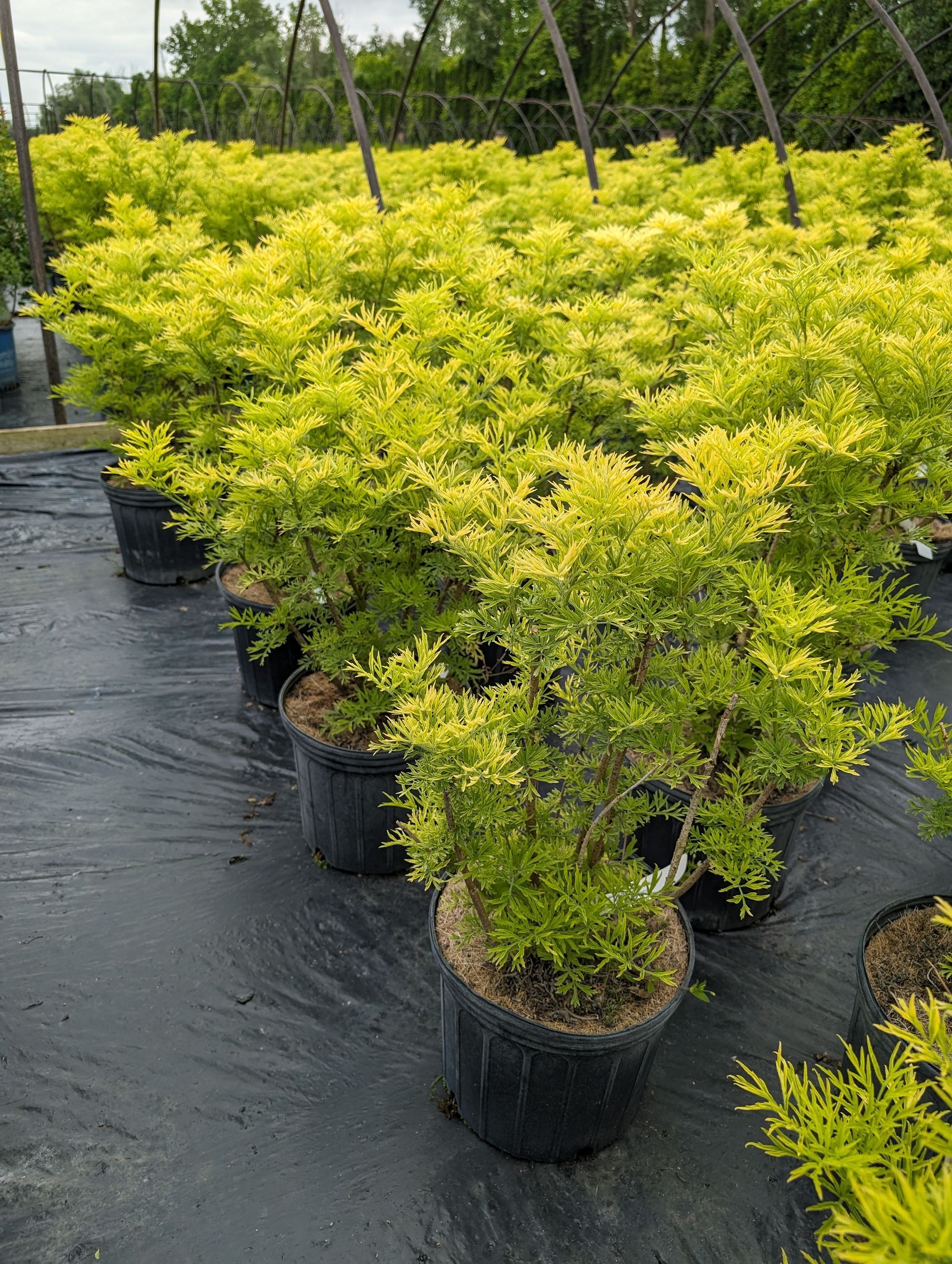 A bunch of potted plants with yellow leaves are sitting on a black tarp.