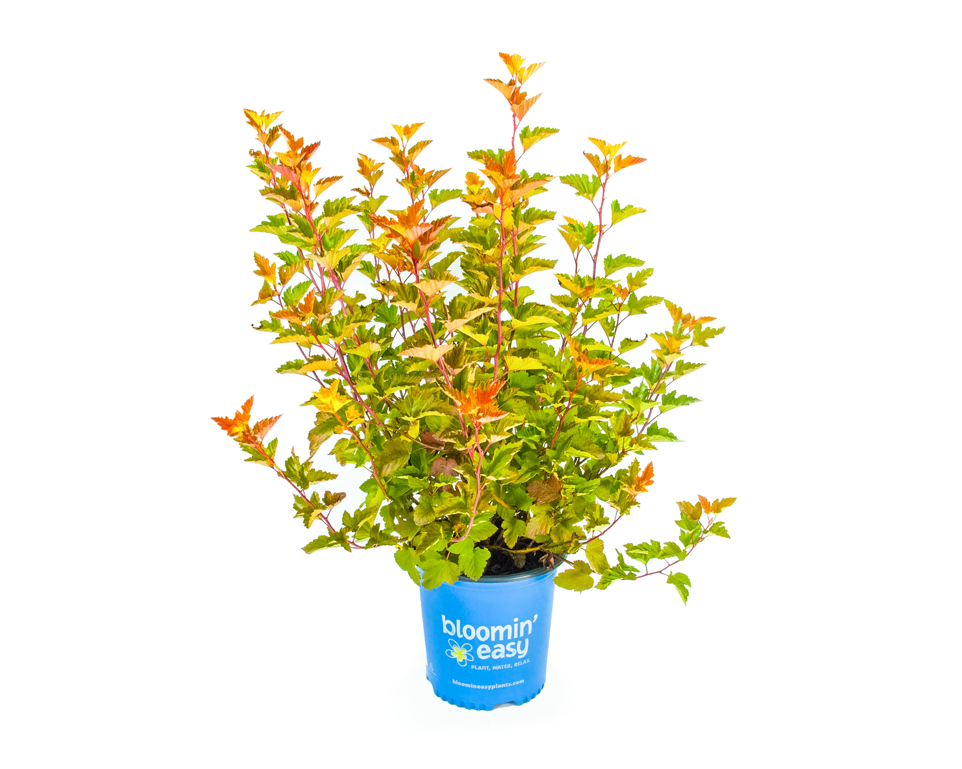 A plant in a blue pot that says bloomin ' easy