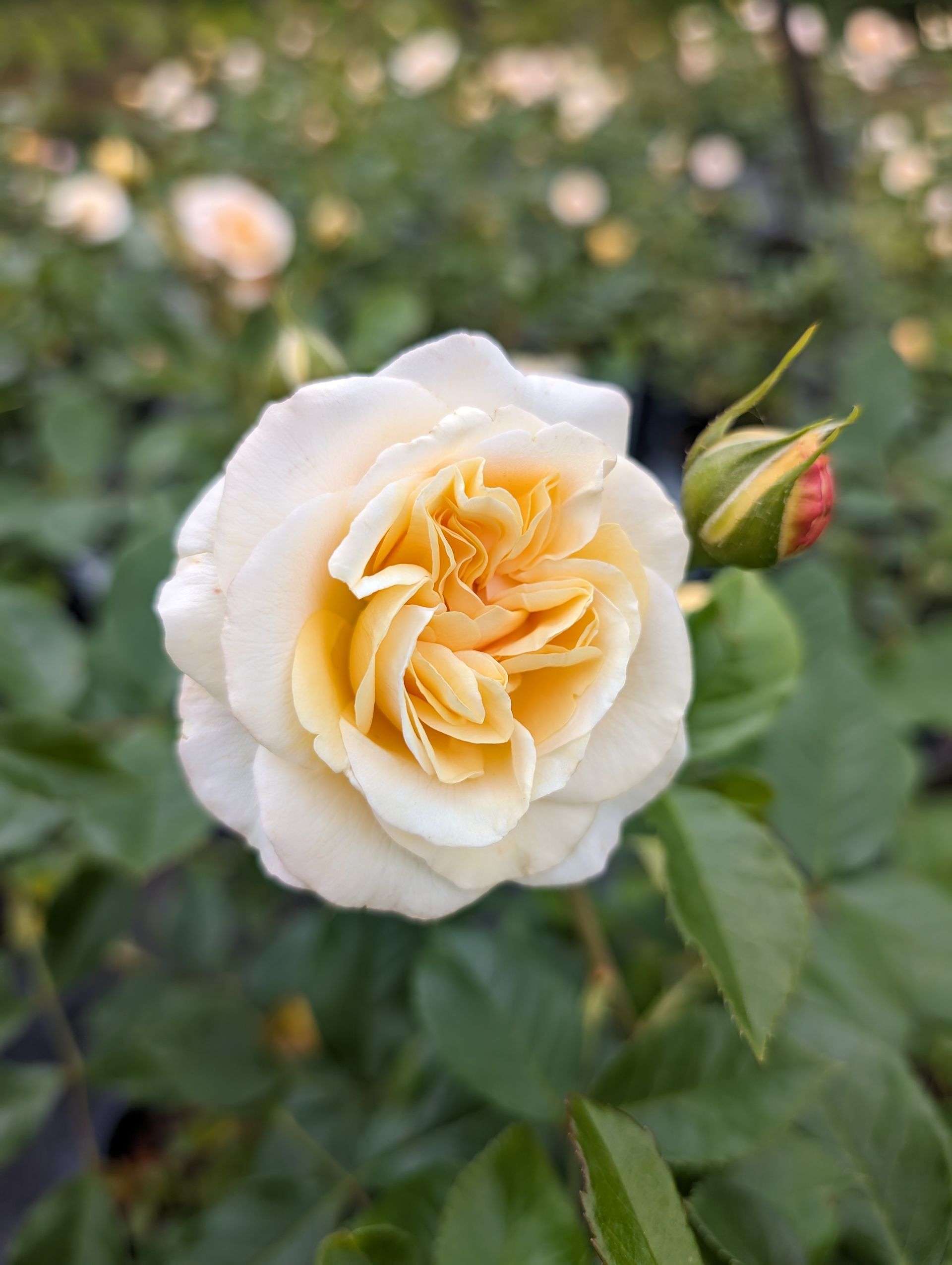A close up of a white and yellow rose in a garden.