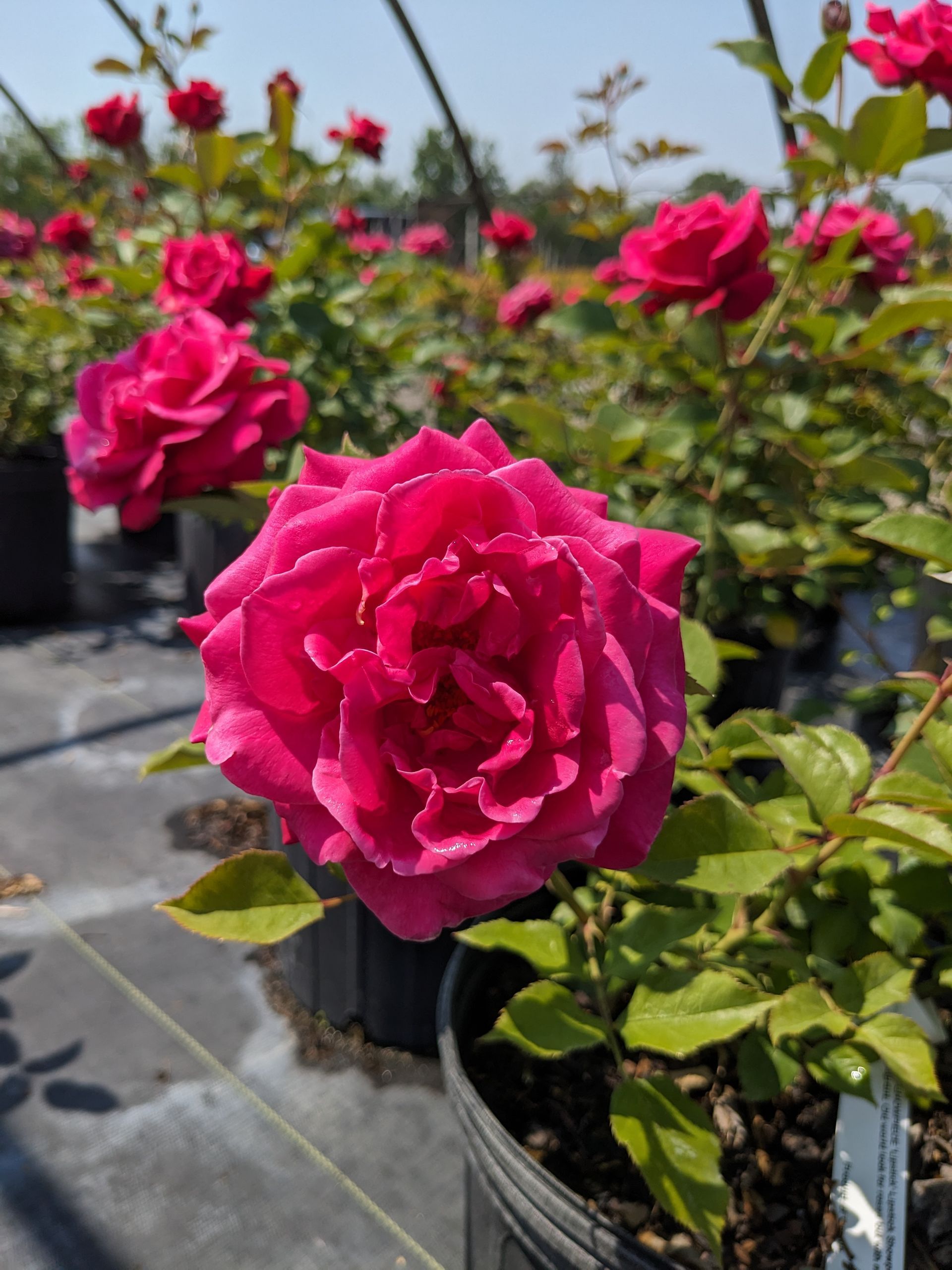 A close up of a pink rose in a pot