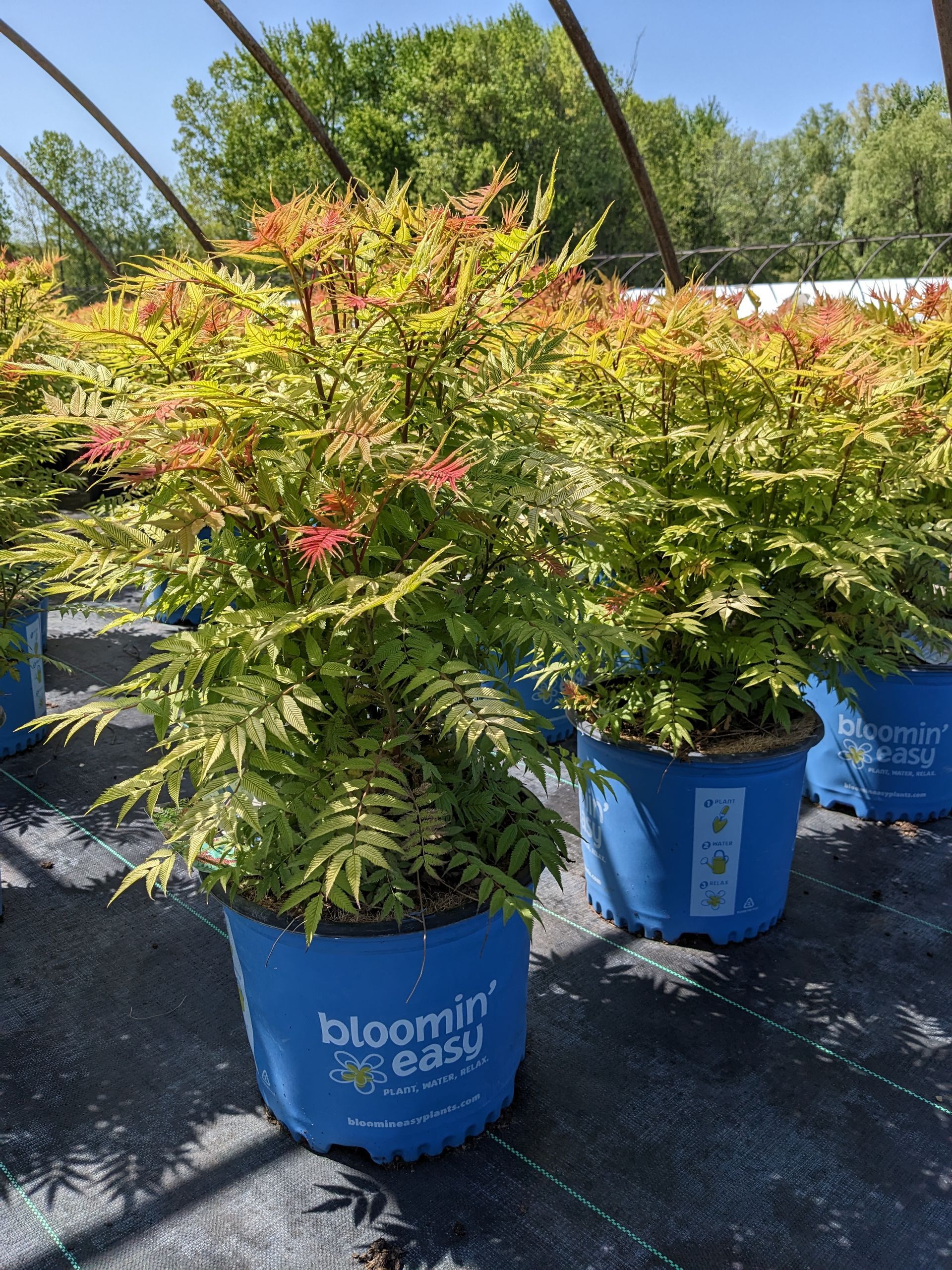 A bunch of potted plants are sitting in a greenhouse.