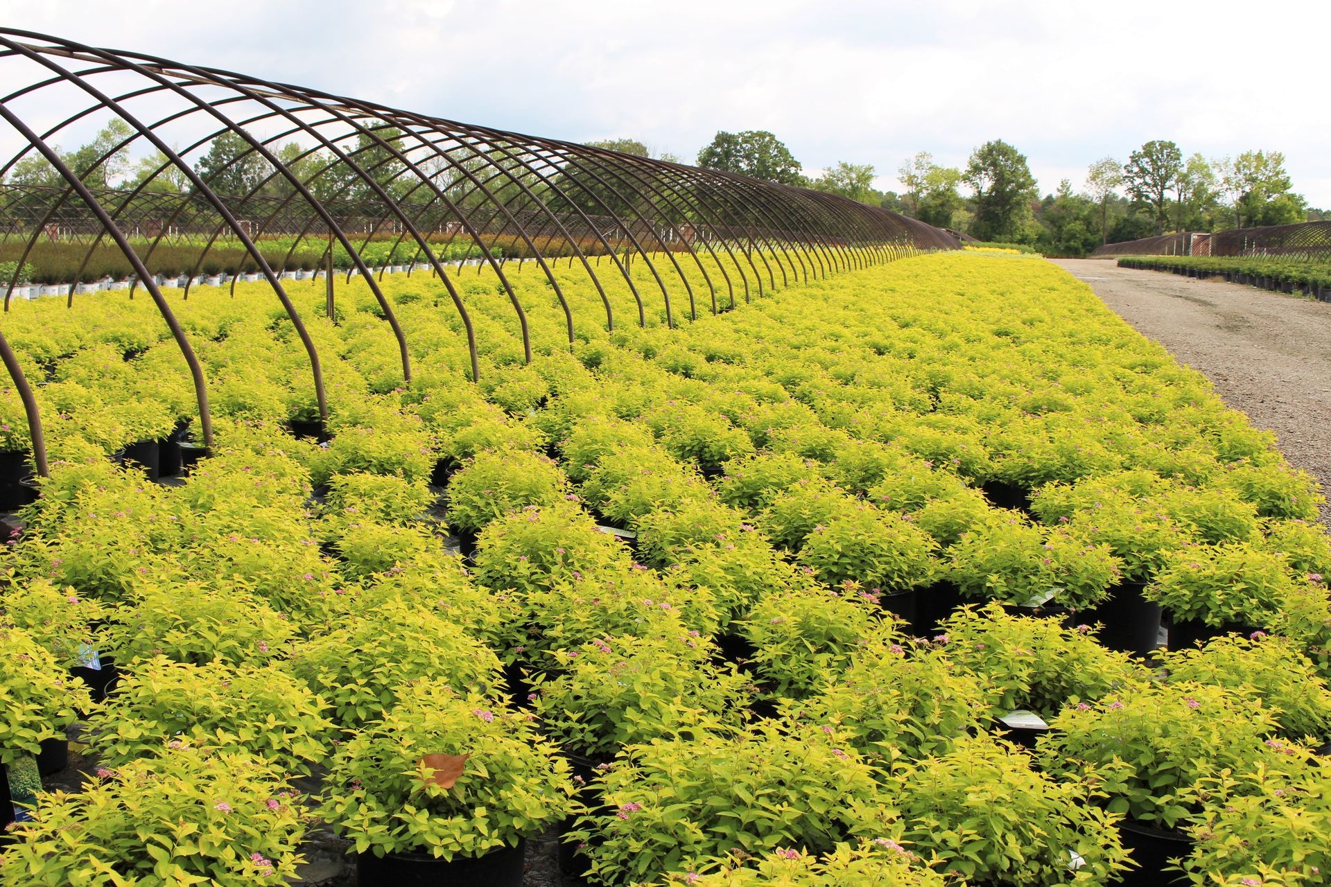 A greenhouse filled with lots of yellow plants