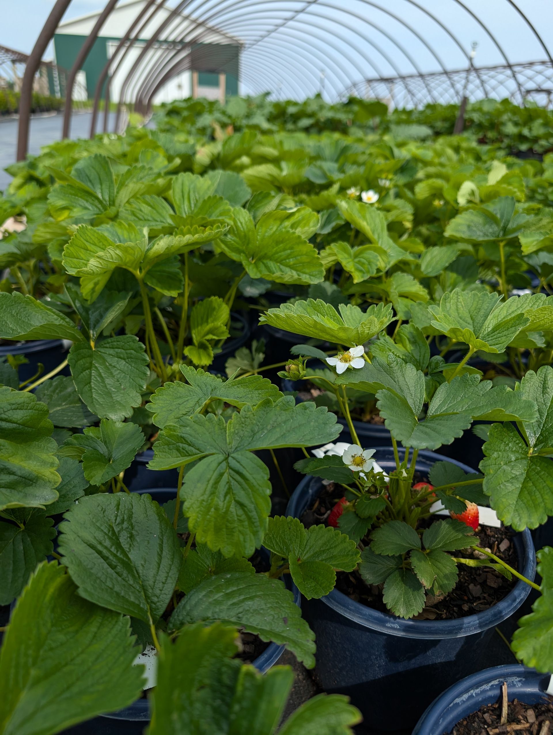 A greenhouse filled with lots of strawberry plants