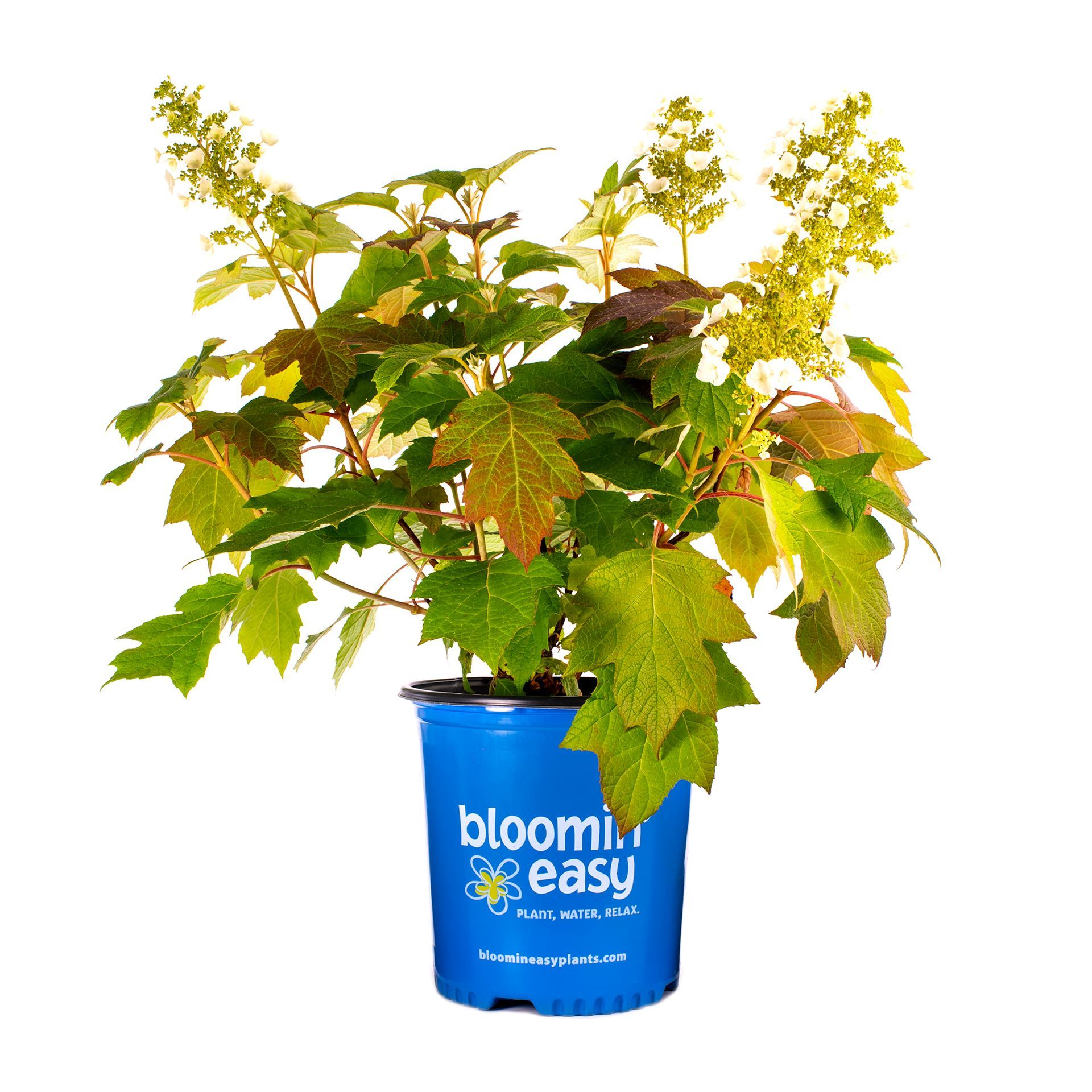 A plant in a blue pot that says bloom easy
