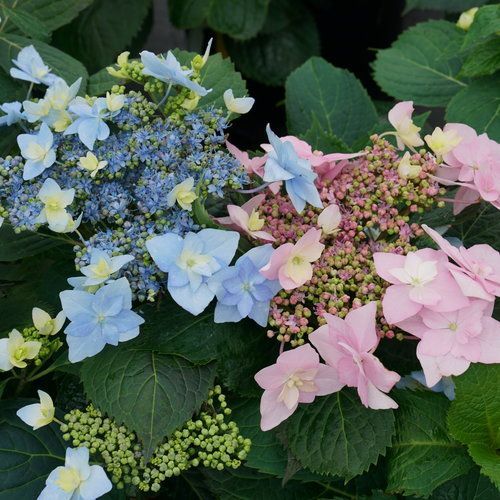 A close up of a plant with blue and pink flowers