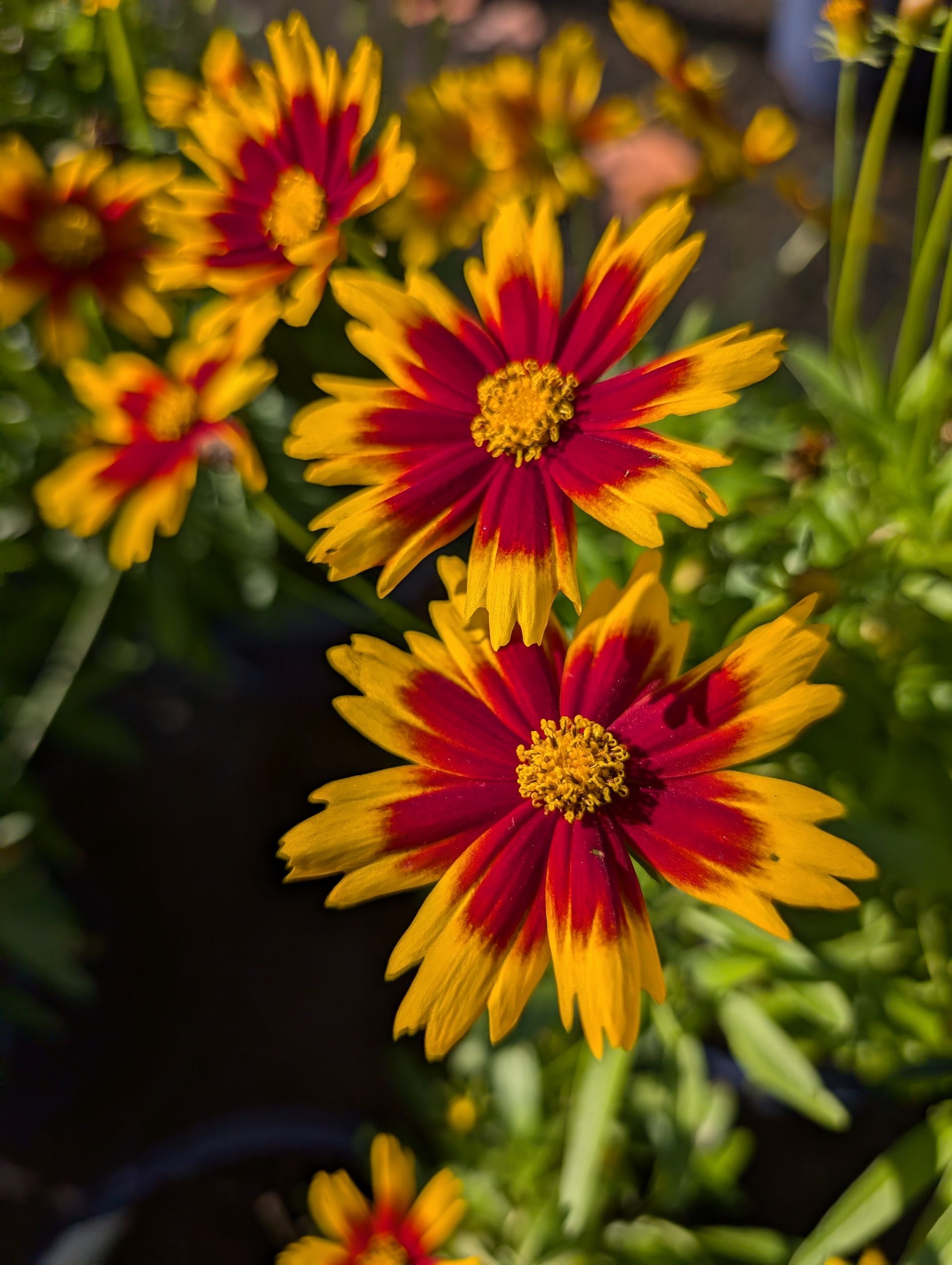 Uptick™ Gold & Bronze Tickseed