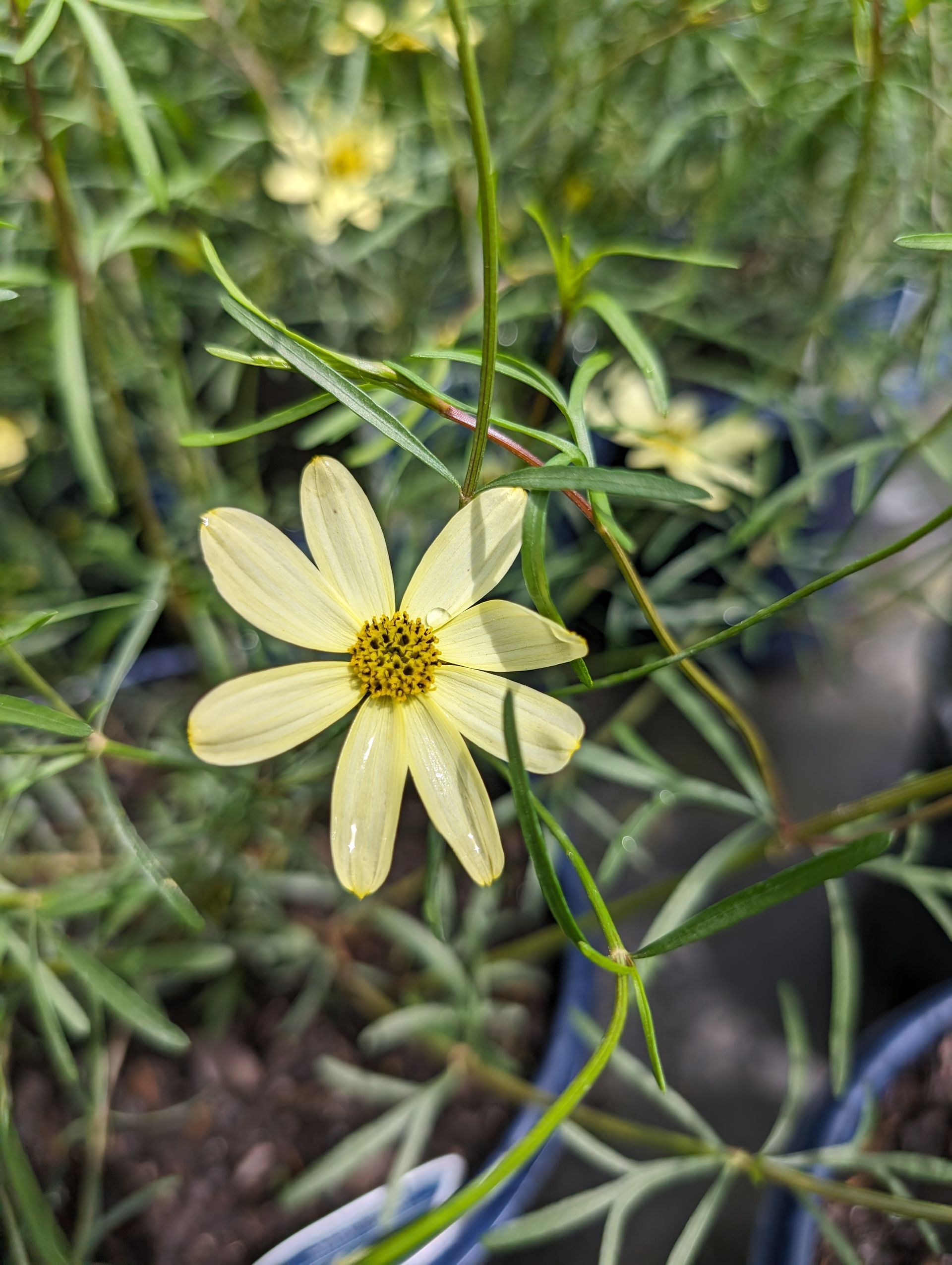 Moonbeam Threadleaf Tickseed