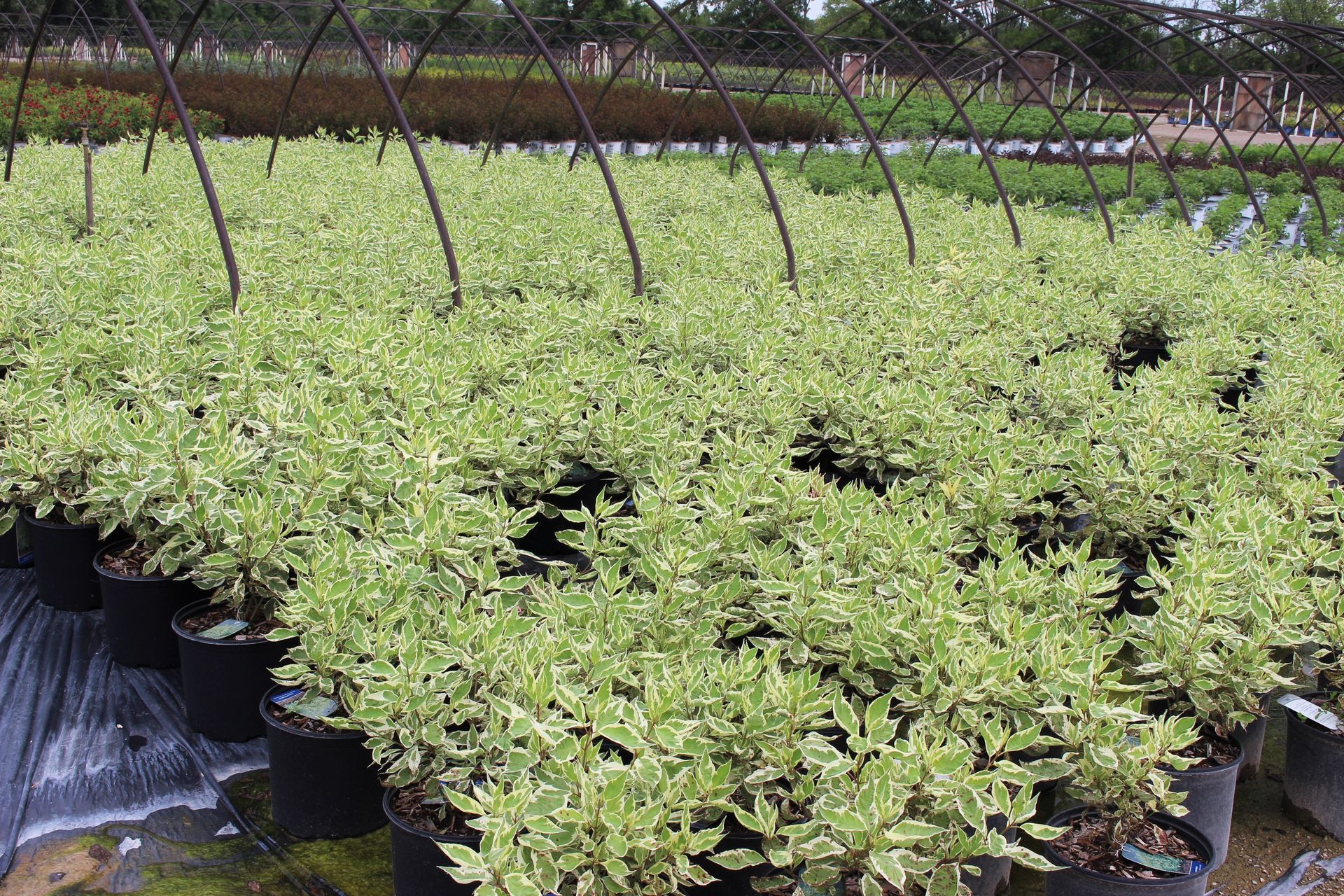 Ivory Halo® Dogwood