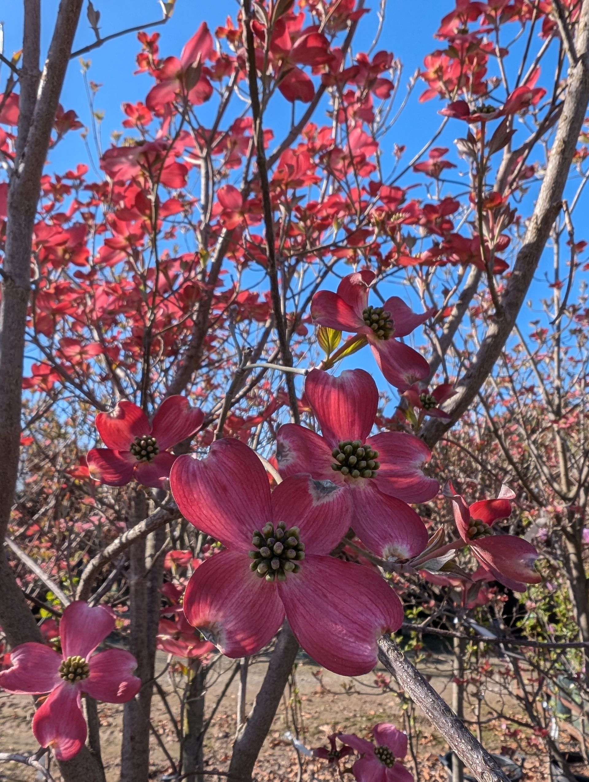 Cherokee Brave Dogwood