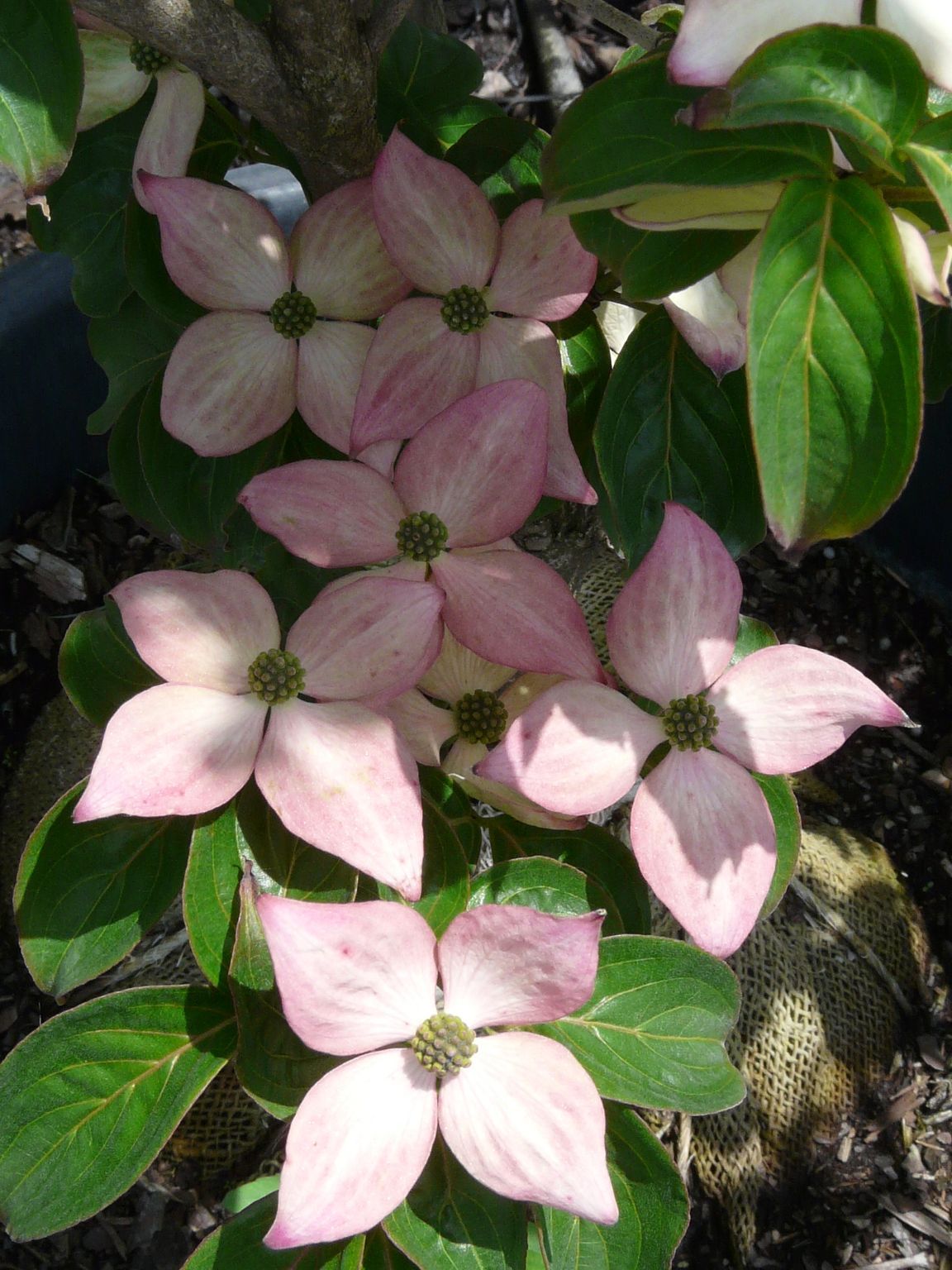 Pink Chinese Flowering Dogwood