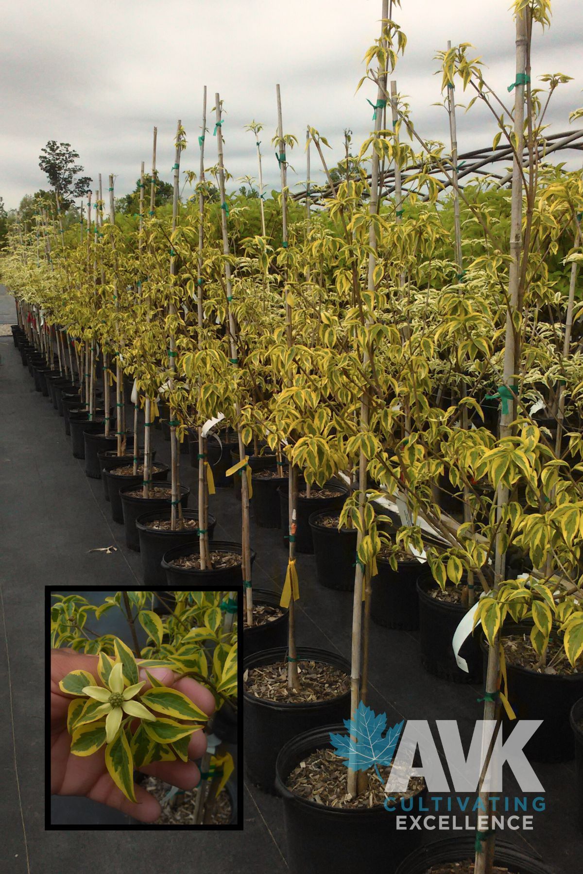 Summer Gold Chinese Flowering Dogwood