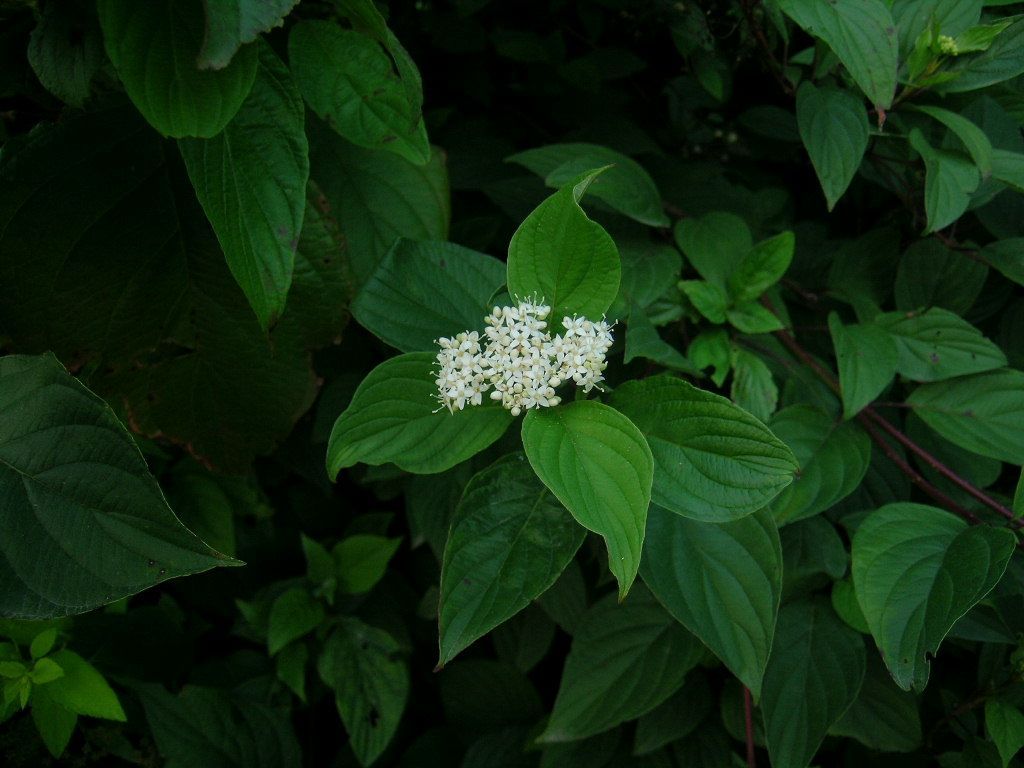 Grey Dogwood